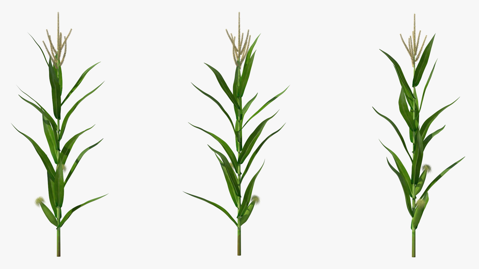 3D model Realistic Corn Plant