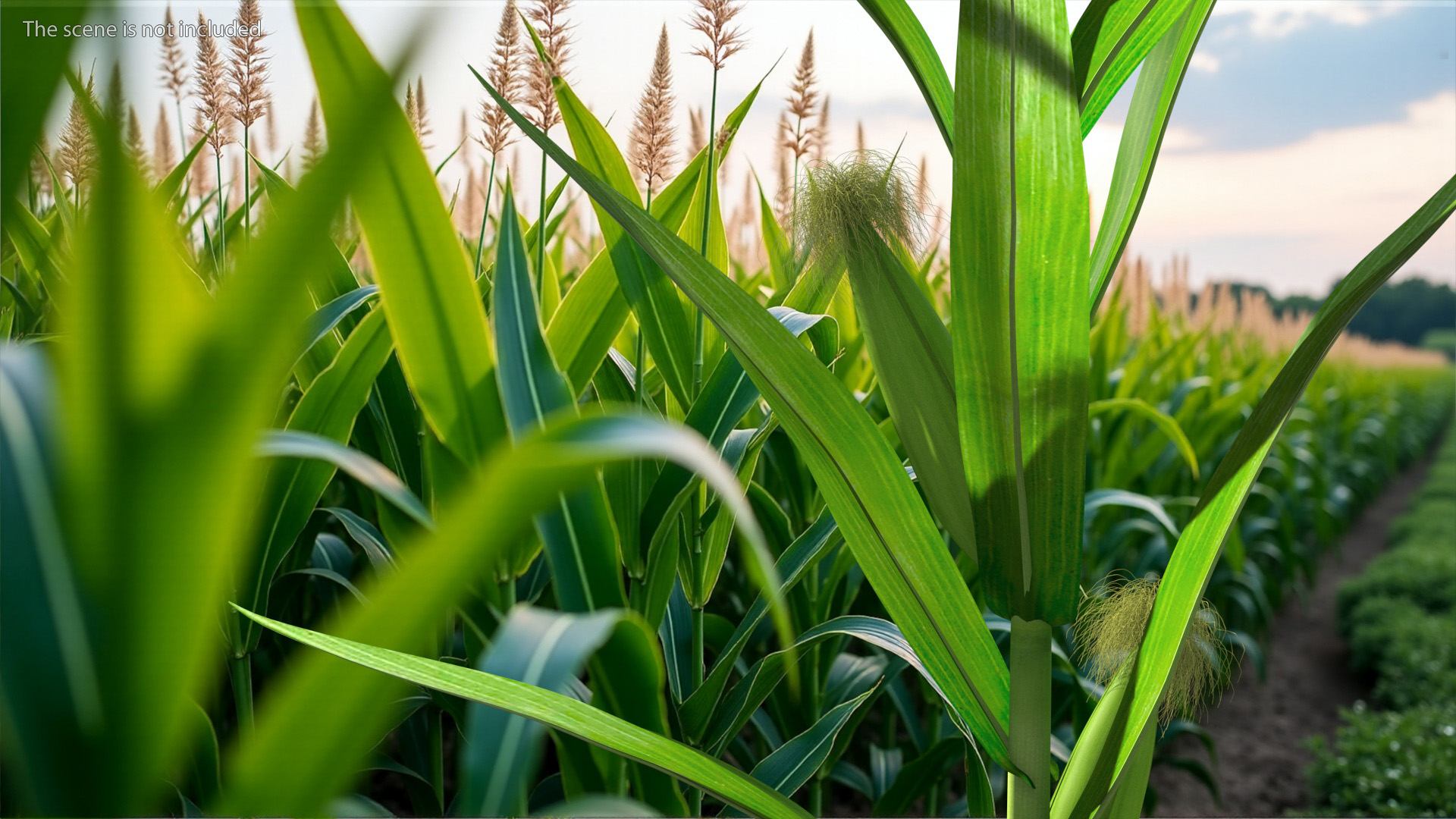 3D model Realistic Corn Plant