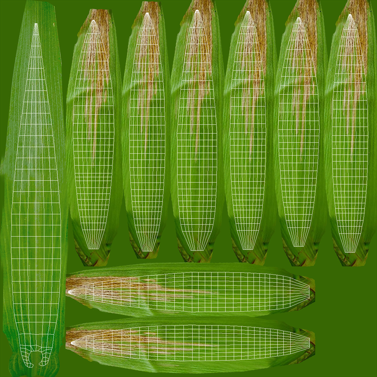 3D model Realistic Corn Plant