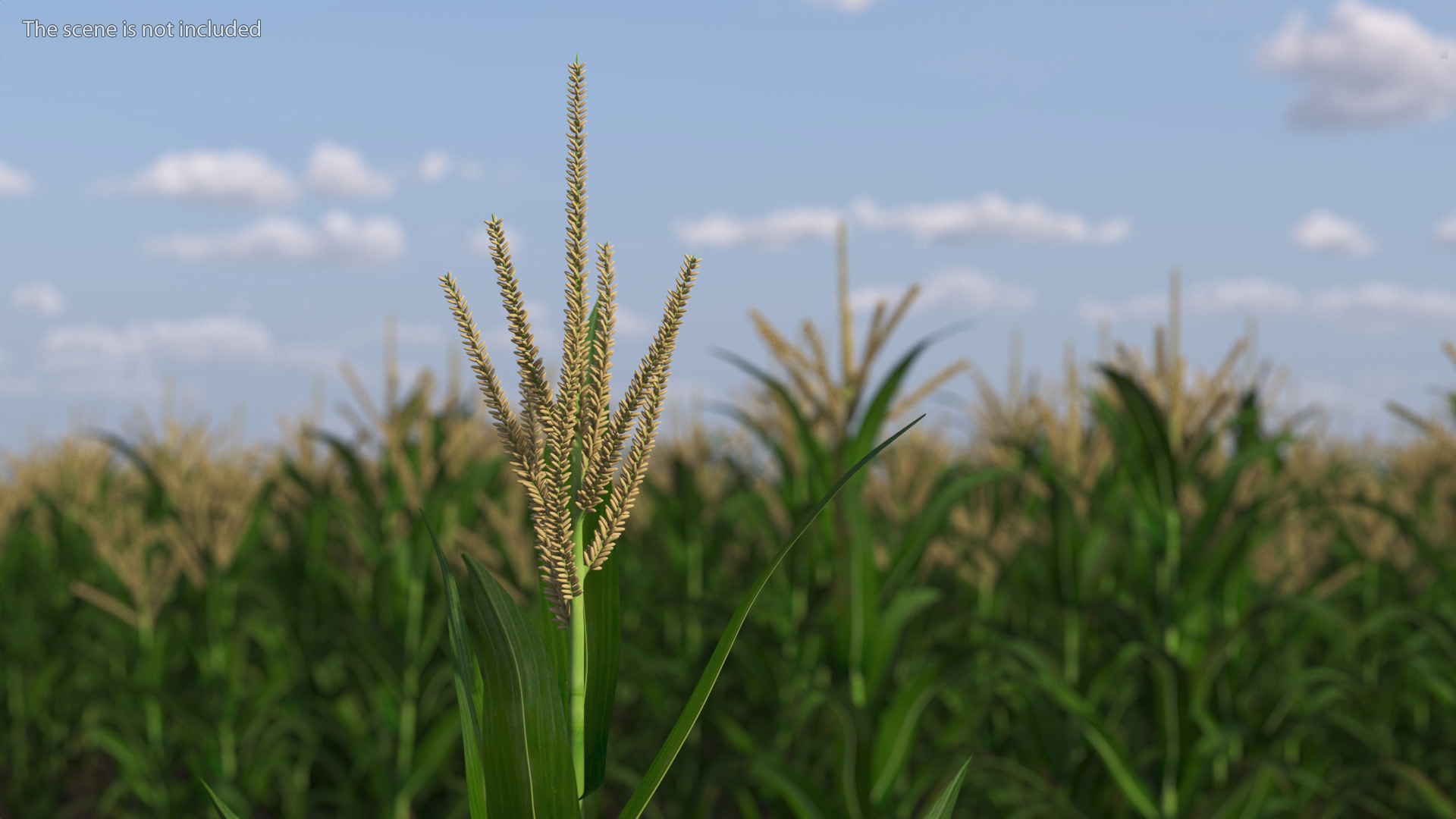 3D model Realistic Corn Plant