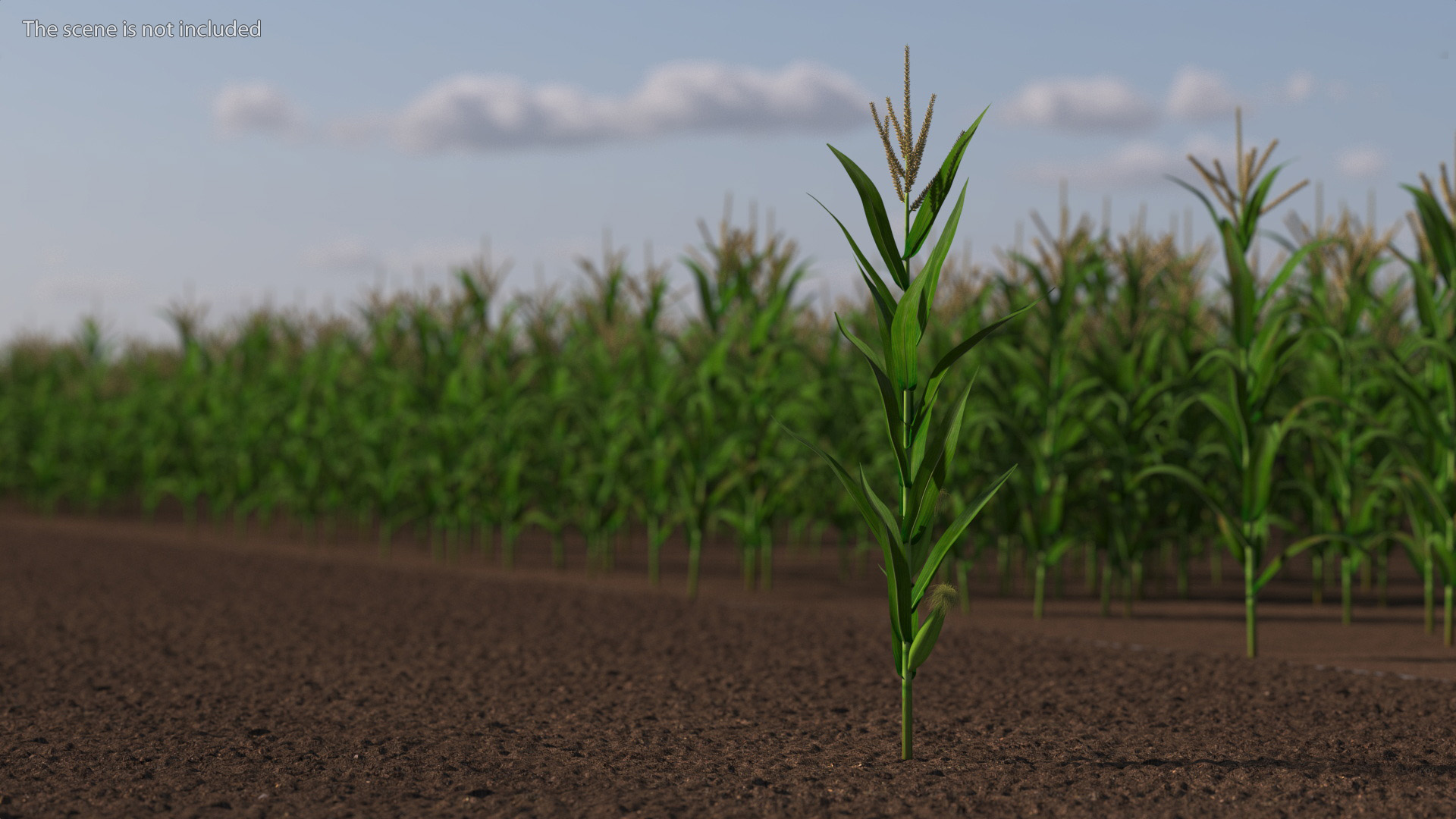 3D model Realistic Corn Plant