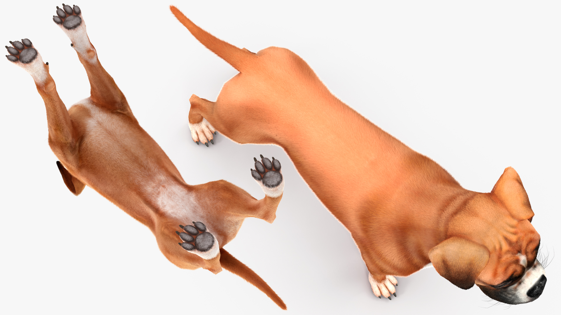 3D Boxer Dog Fur model