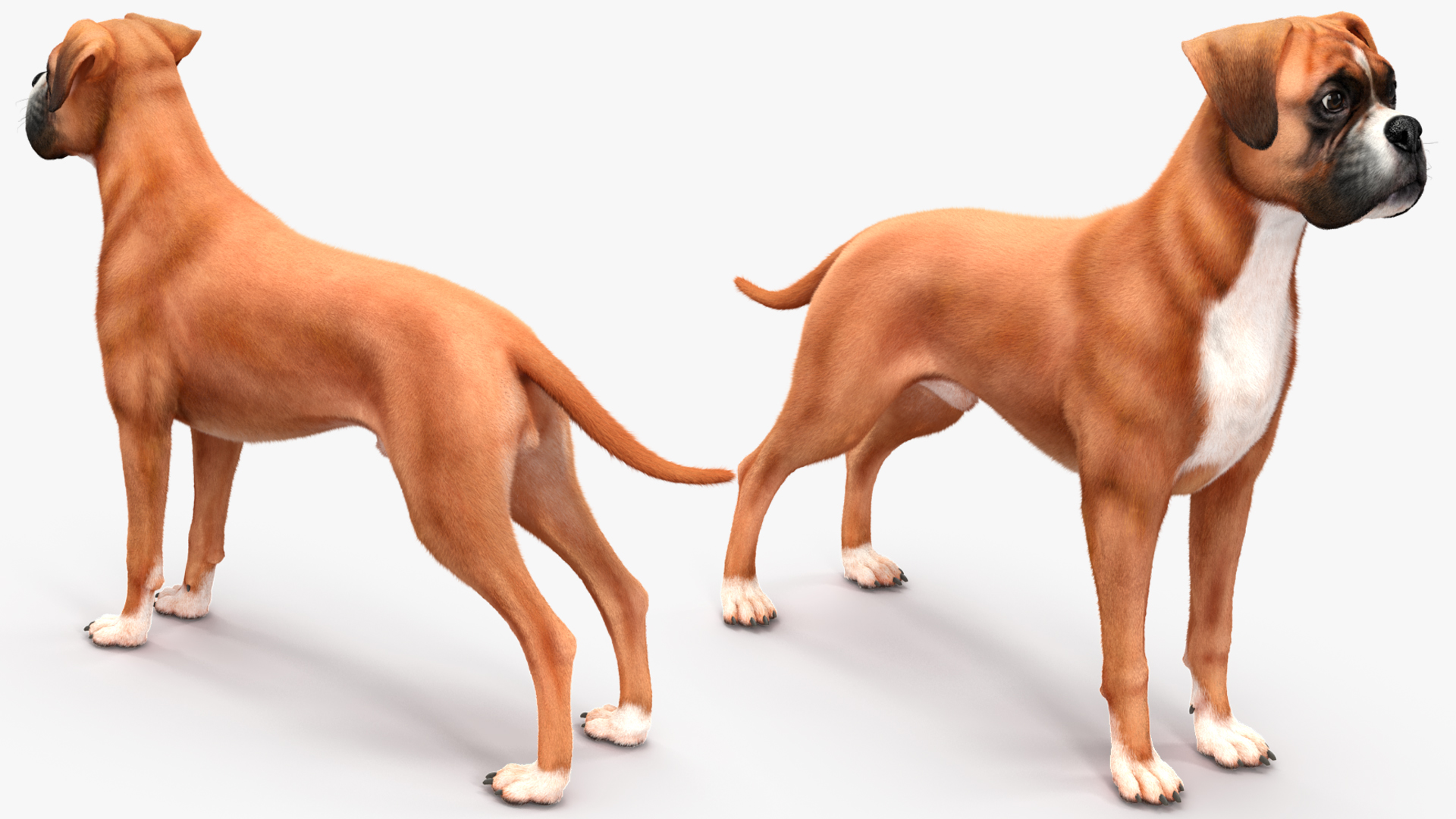 3D Boxer Dog Fur model