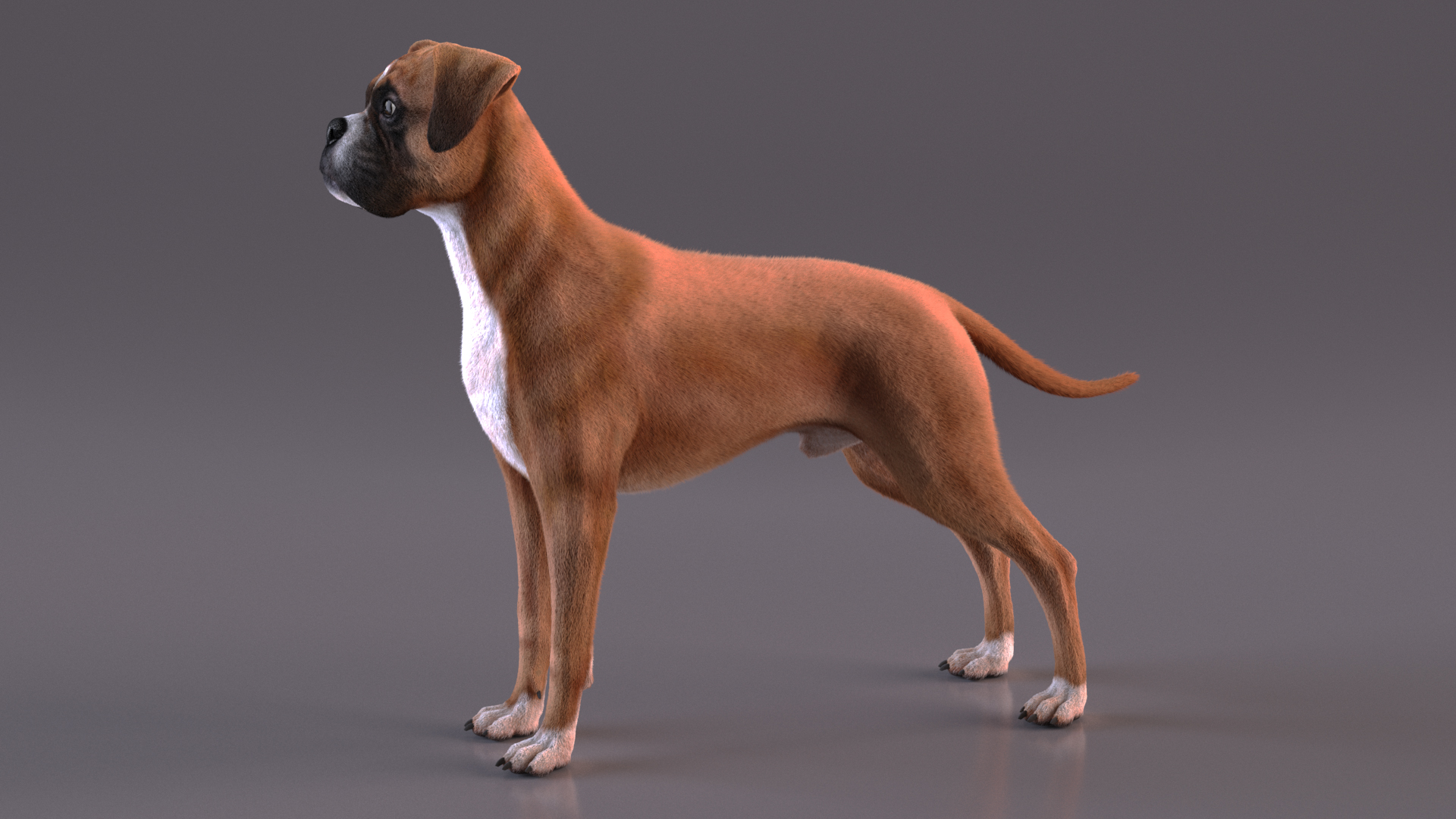 3D Boxer Dog Fur model