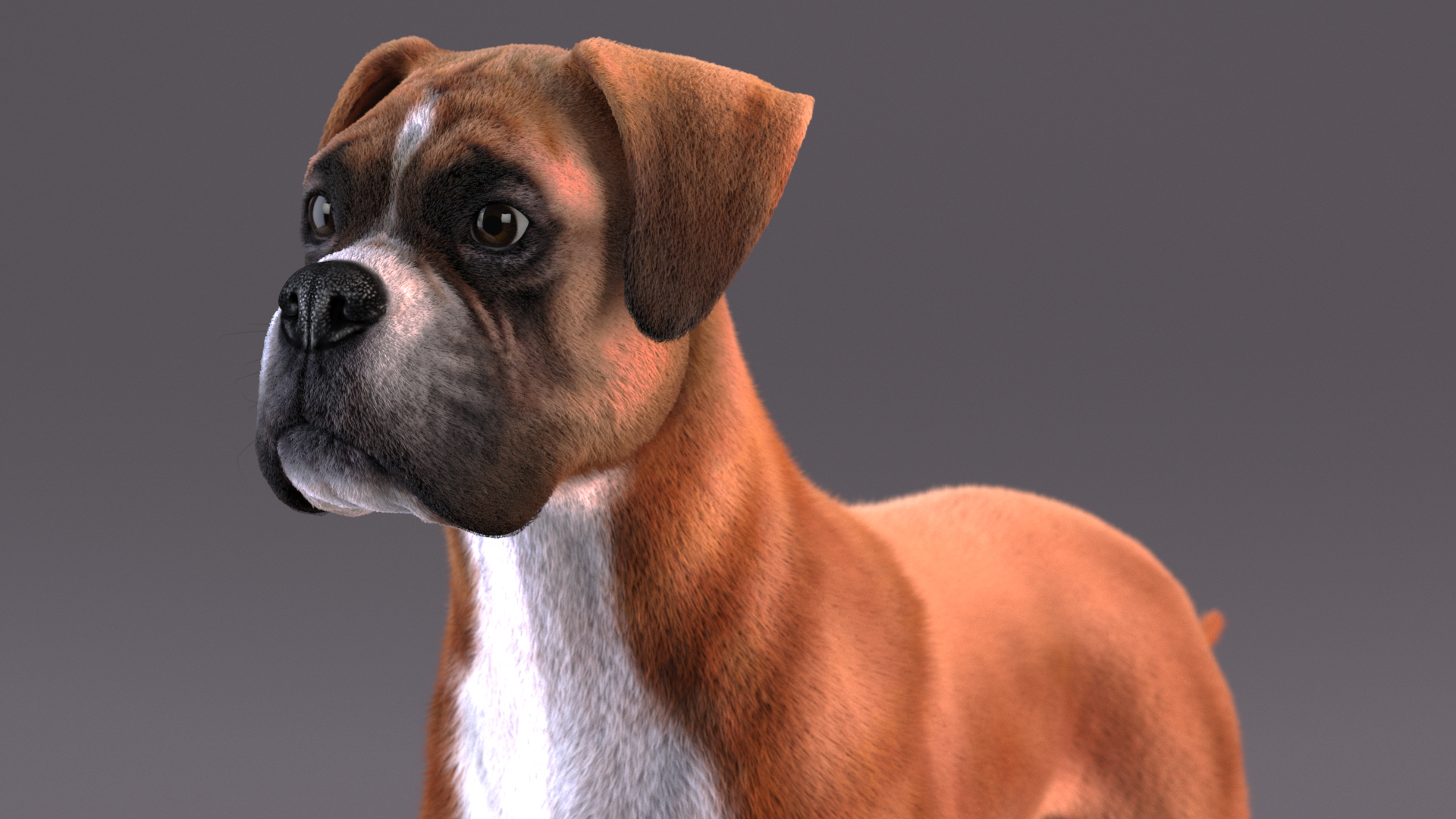 3D Boxer Dog Fur model