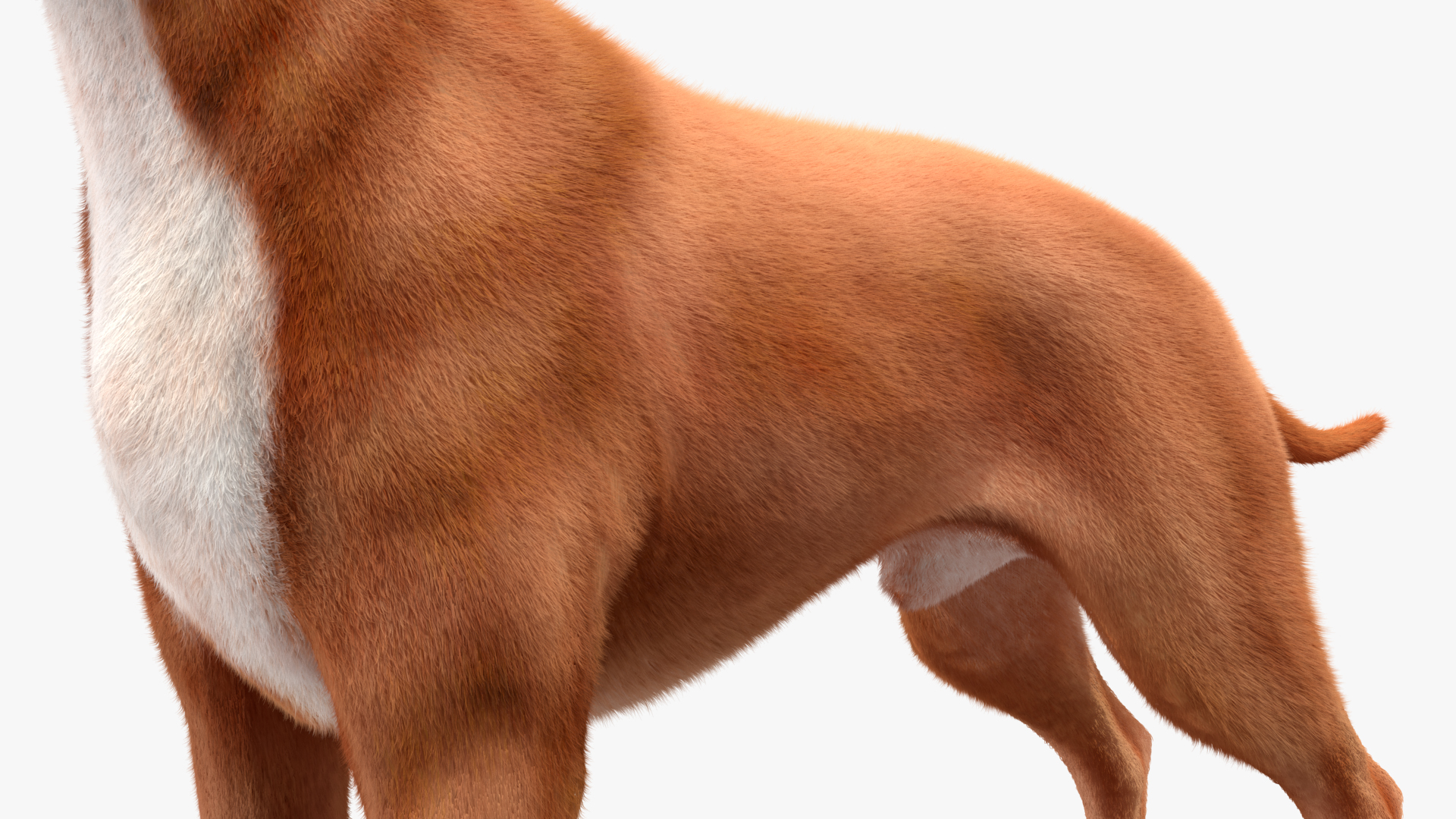 3D Boxer Dog Fur model