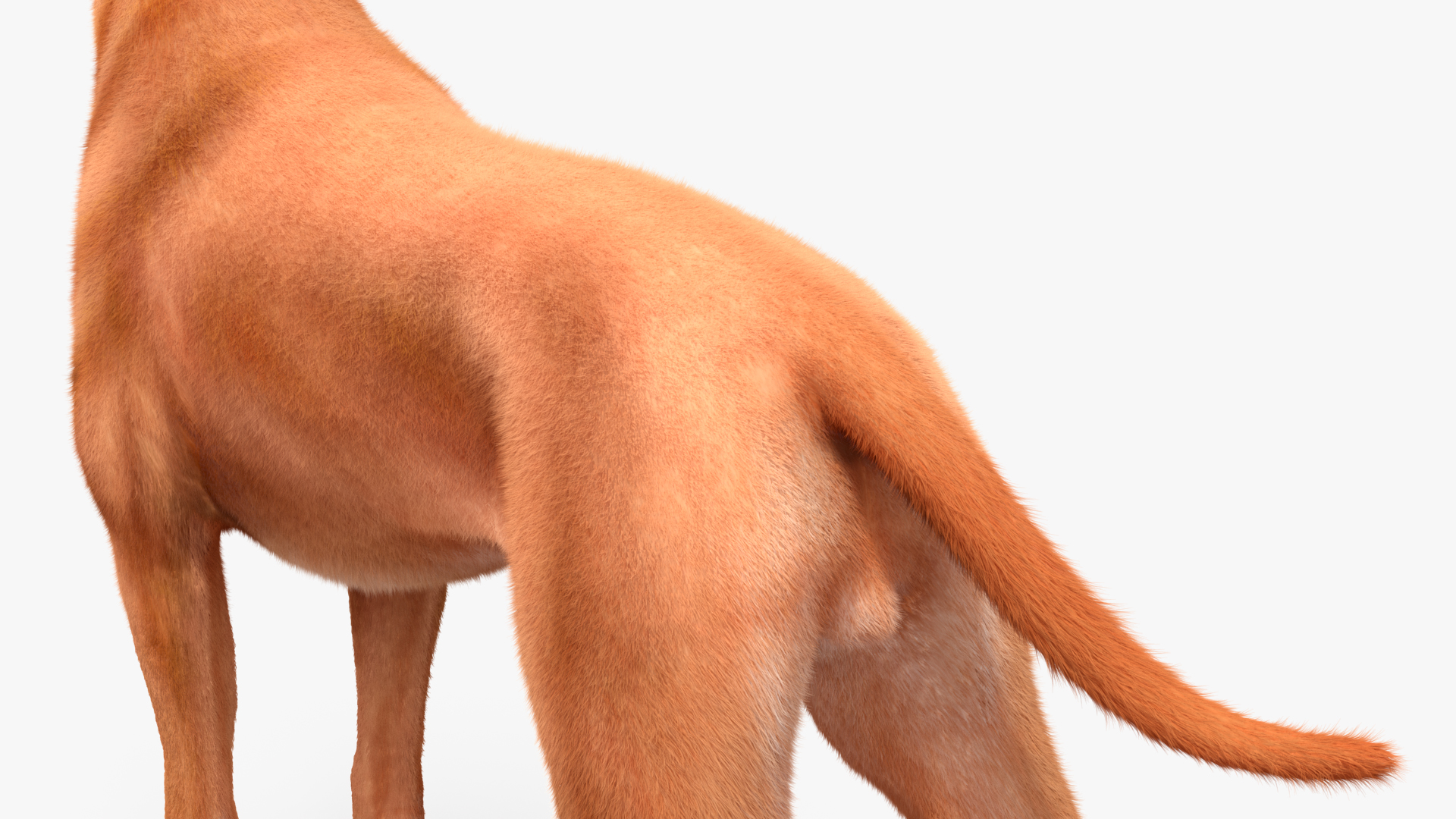 3D Boxer Dog Fur model