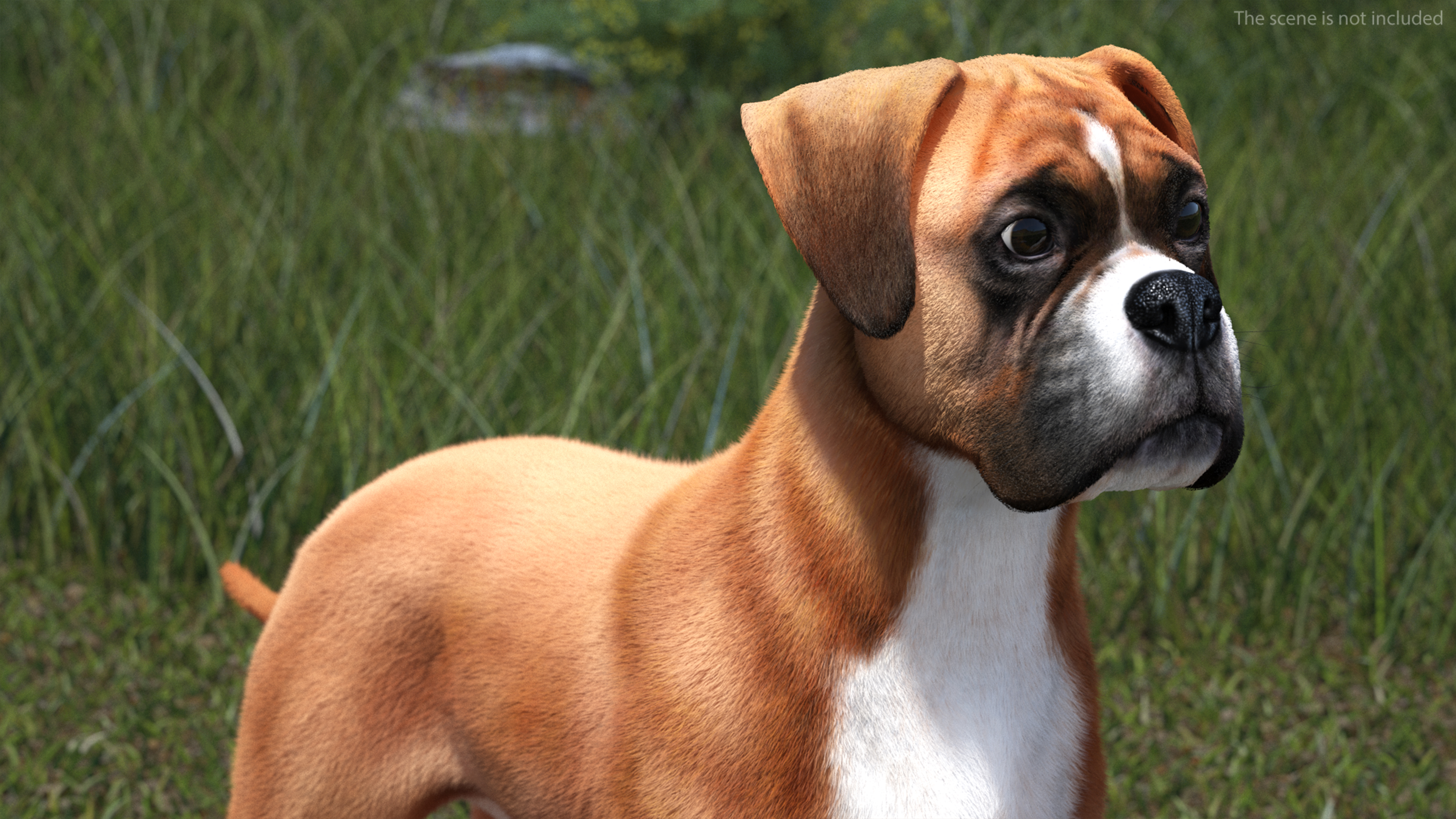 3D Boxer Dog Fur model