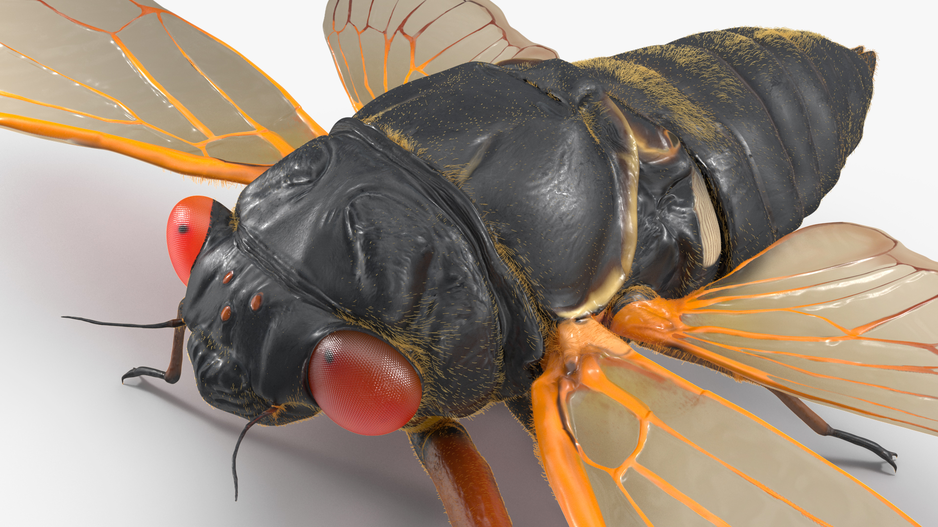 3D Pharaoh Cicada Fur model