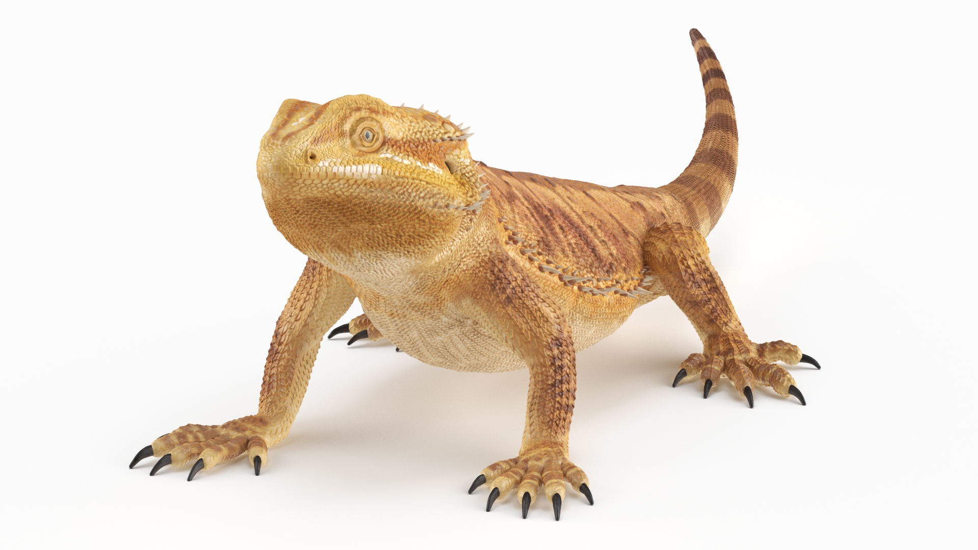 Realistic Bearded Dragon 3D model