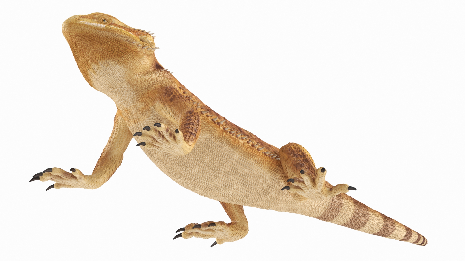 Realistic Bearded Dragon 3D model