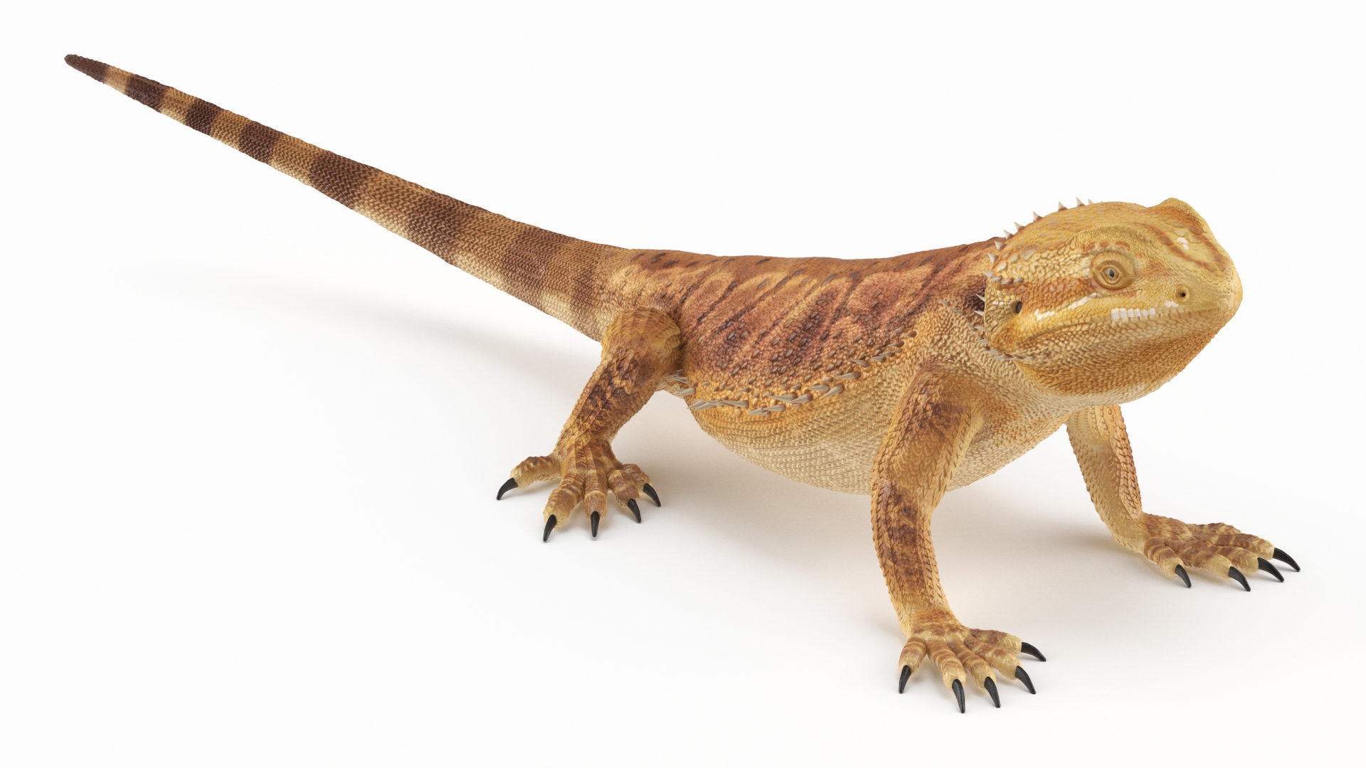 Realistic Bearded Dragon 3D model