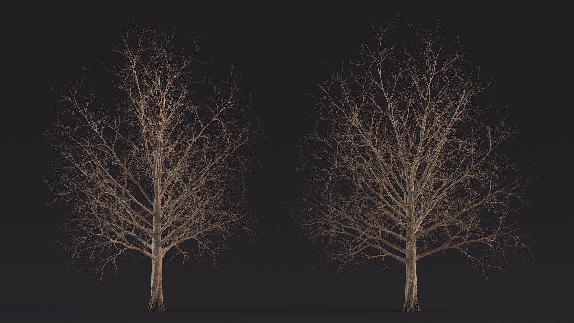 Bare Winter Maple Tree 3D