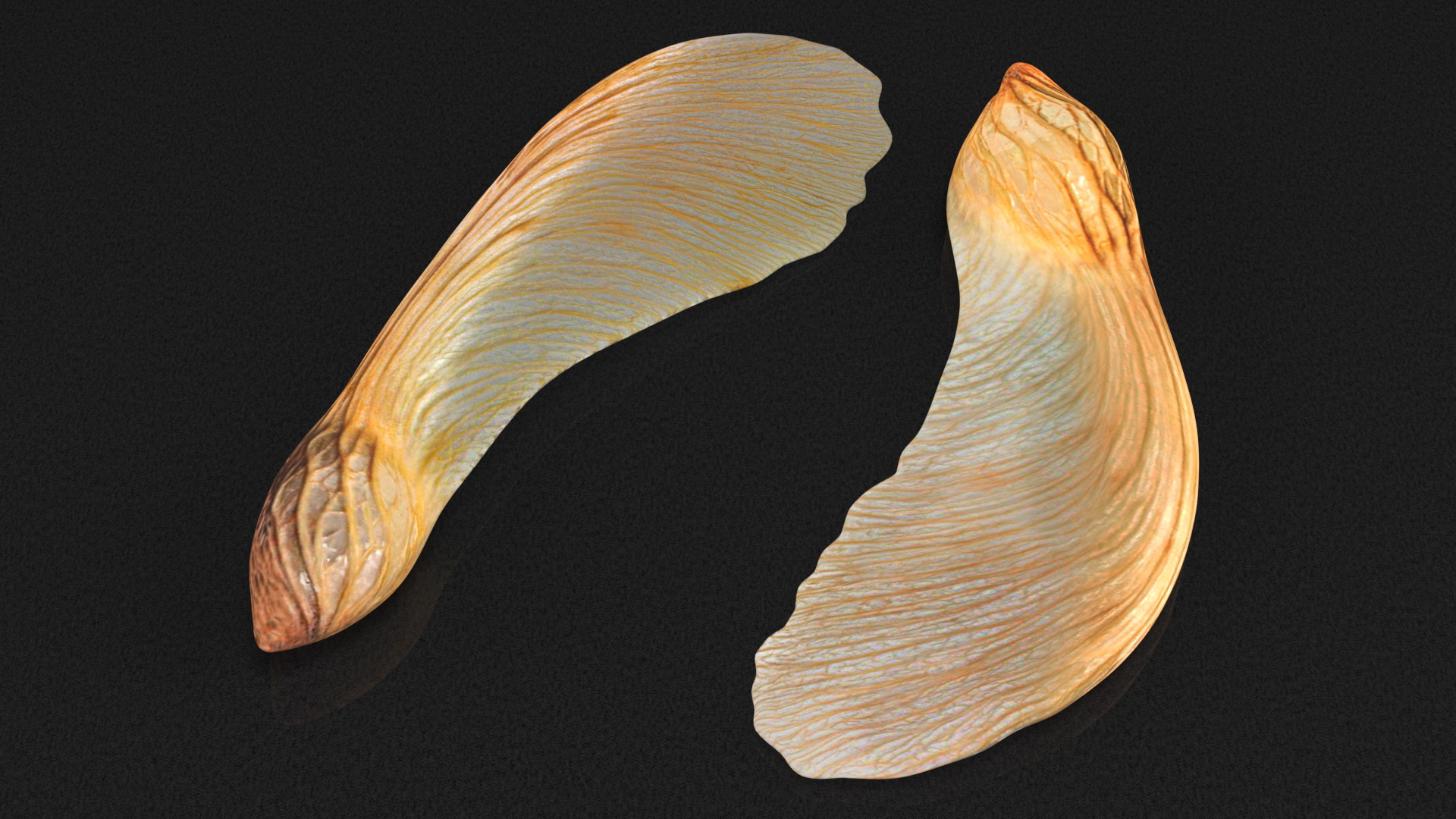 3D model Dry Maple Seeds