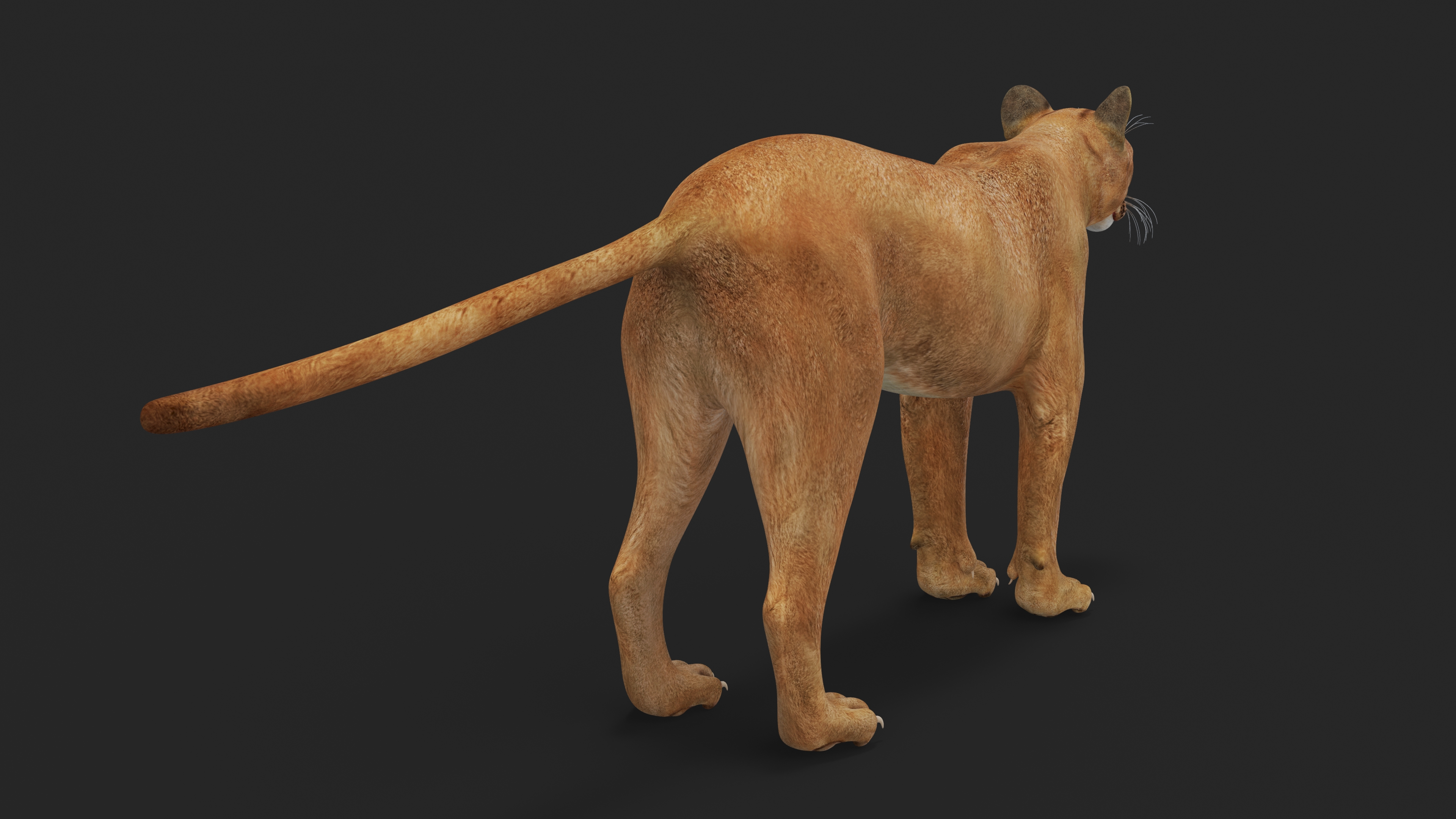 3D model Puma Rigged for Maya