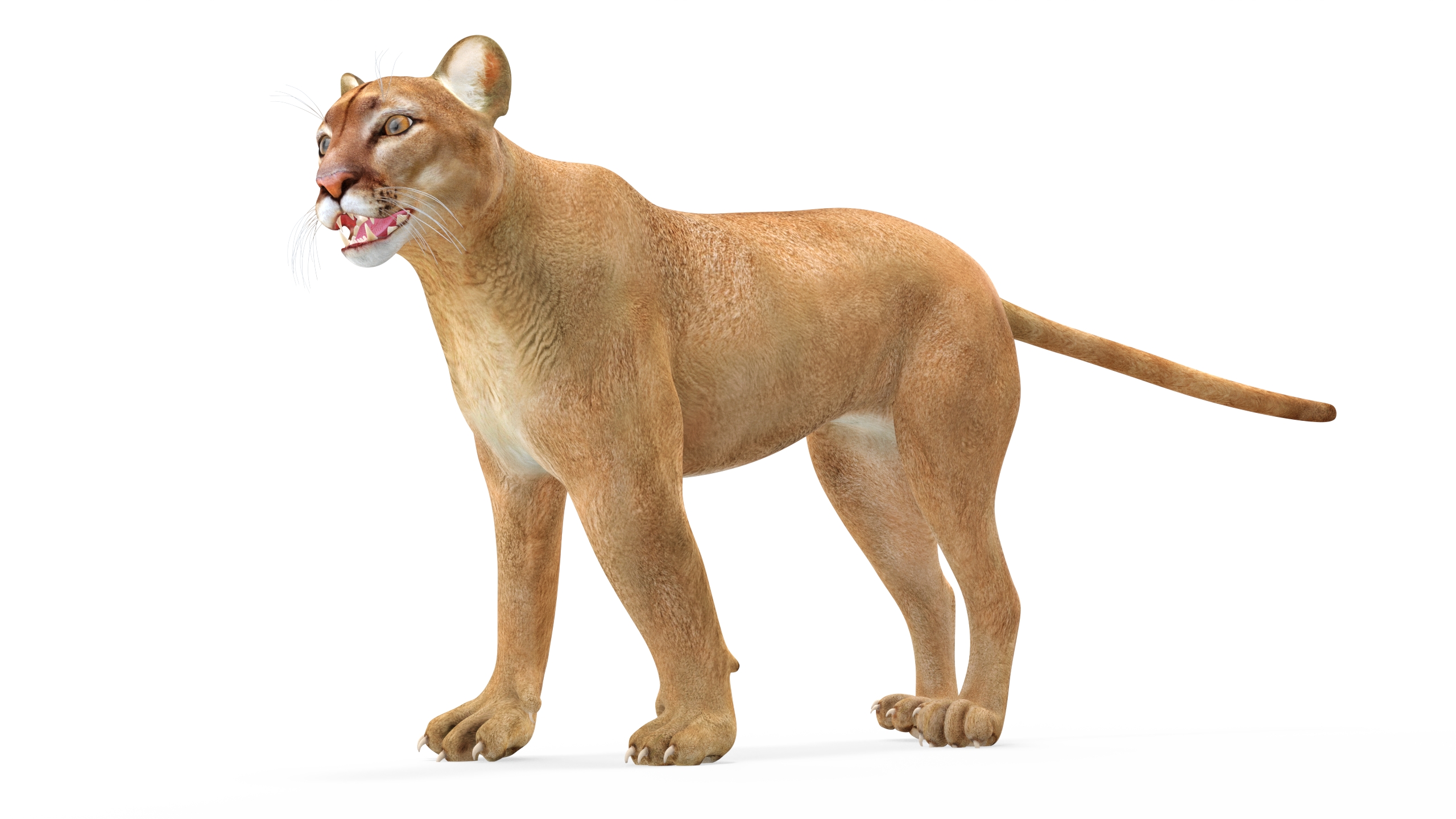 3D model Puma Rigged for Maya