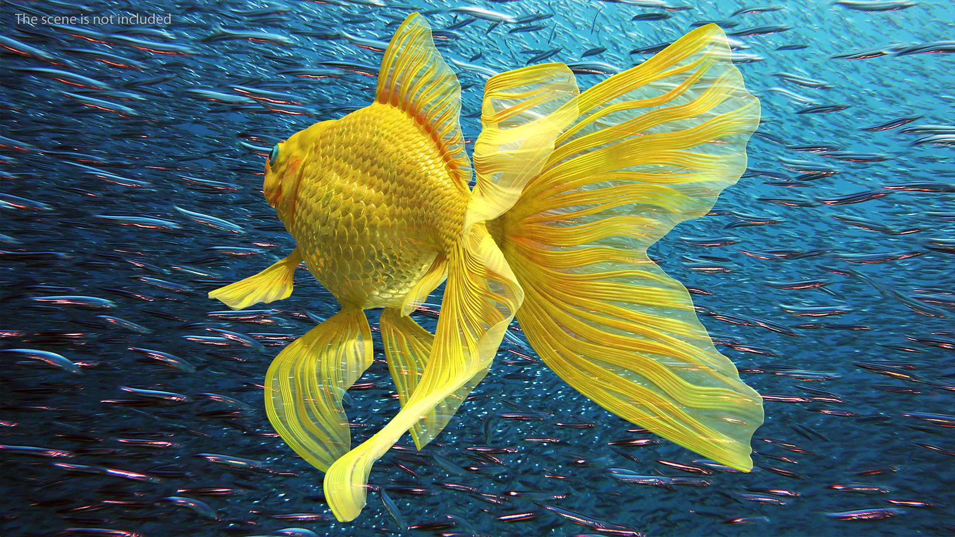 Goldfish Swimming Pose 3D