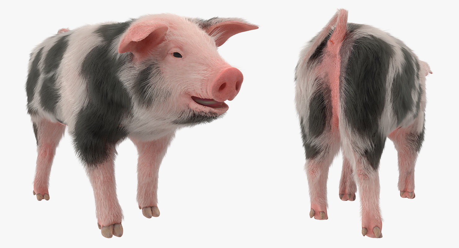 3D Pig Piglet Pietrain with Fur Walking Pose