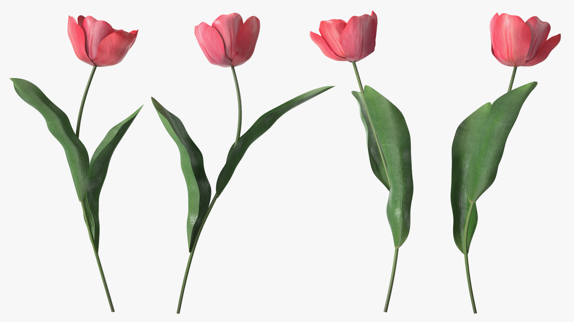 3D Pink Blooming Tulip Flower