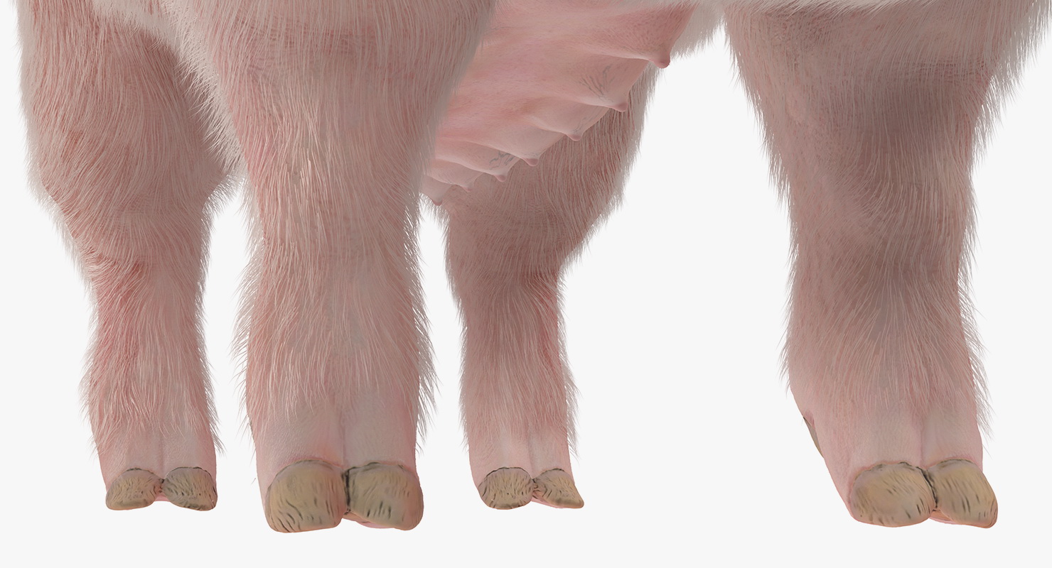 Pig Sow Landrace Rigged with Fur 3D