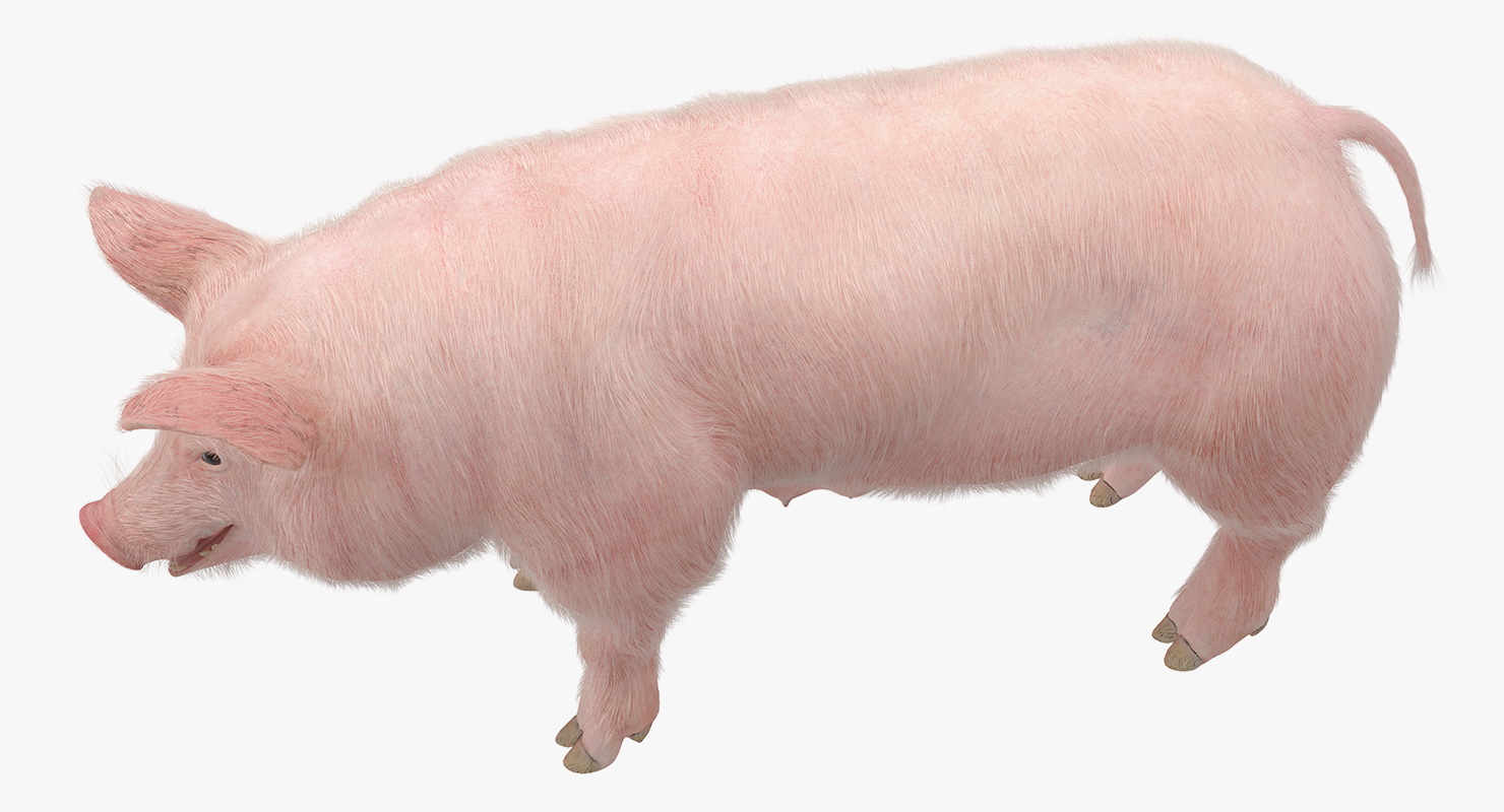 Pig Sow Landrace Rigged with Fur 3D