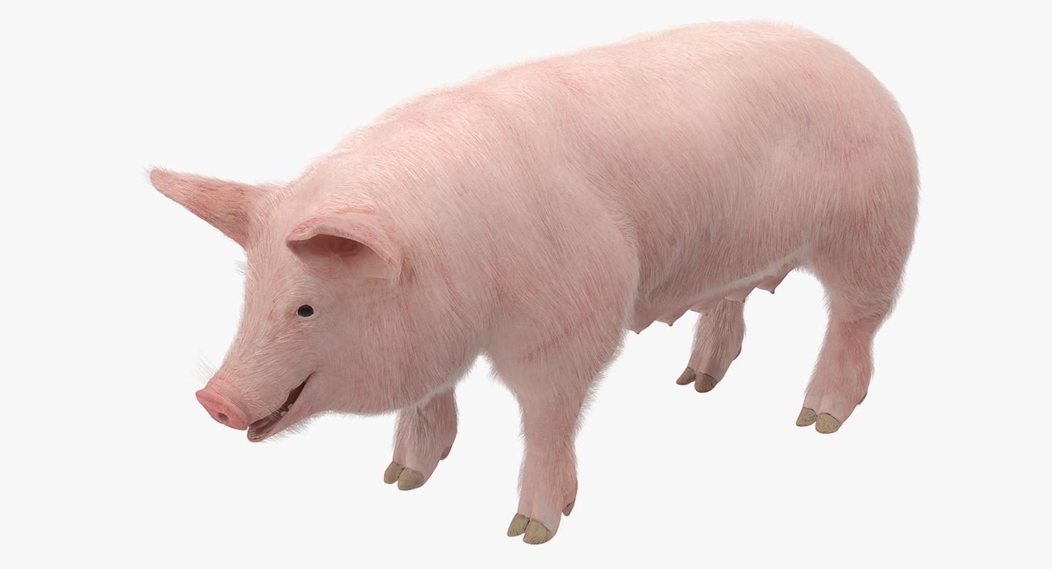 Pig Sow Landrace Rigged with Fur 3D