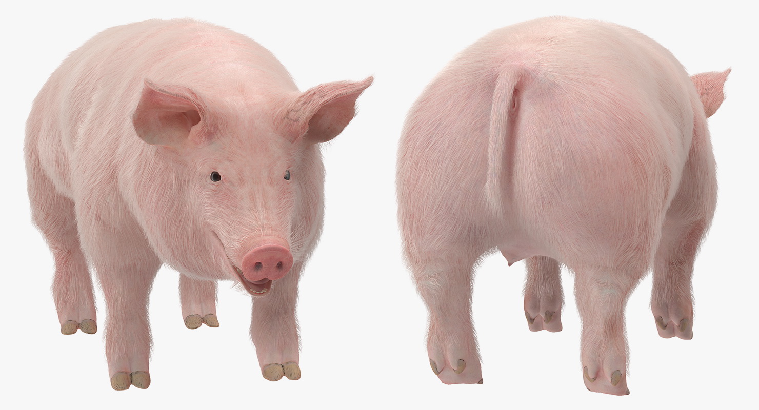 Pig Sow Landrace Rigged with Fur 3D