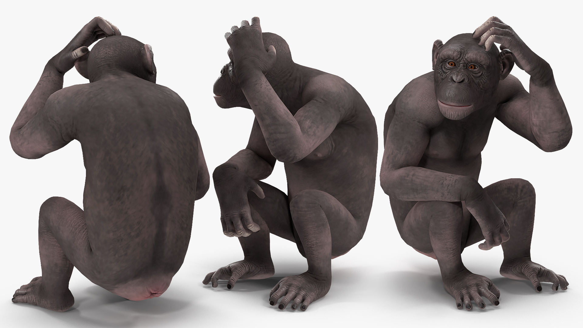 Chimpanzee Dark Rigged 3D