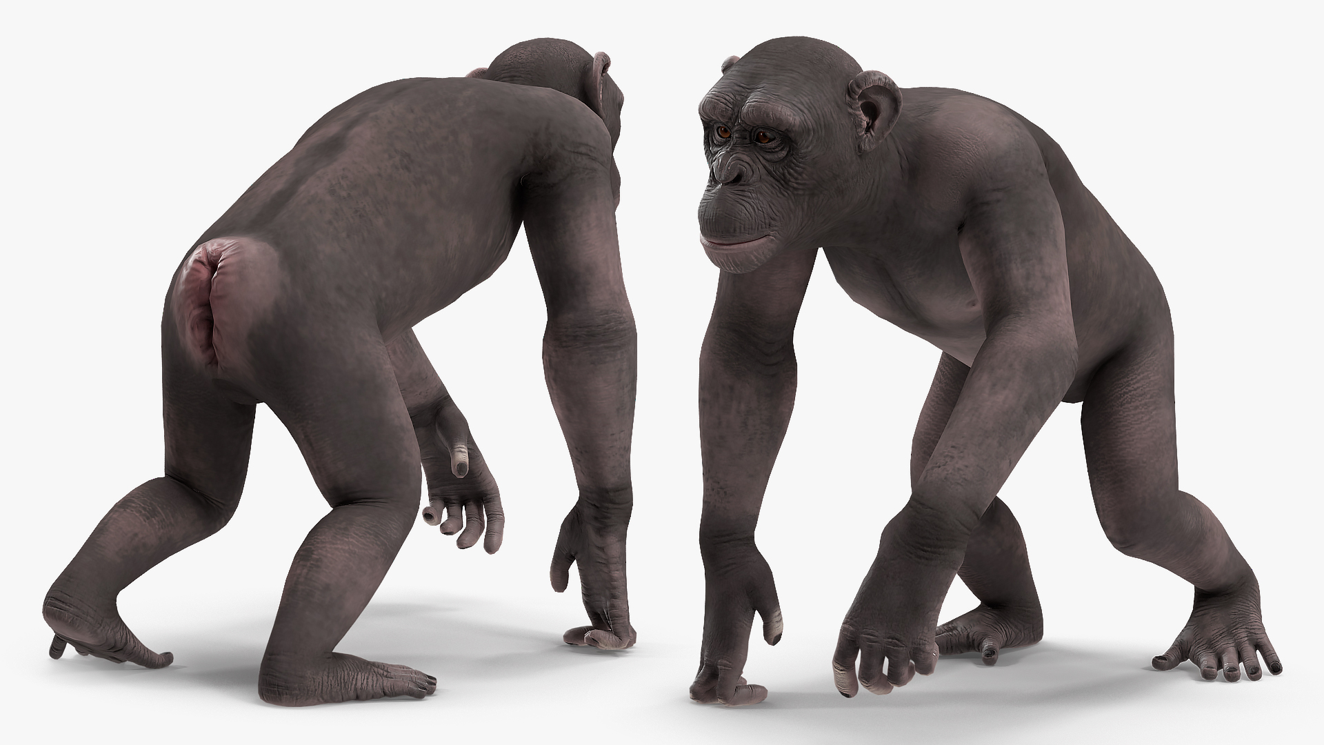 Chimpanzee Dark Rigged 3D