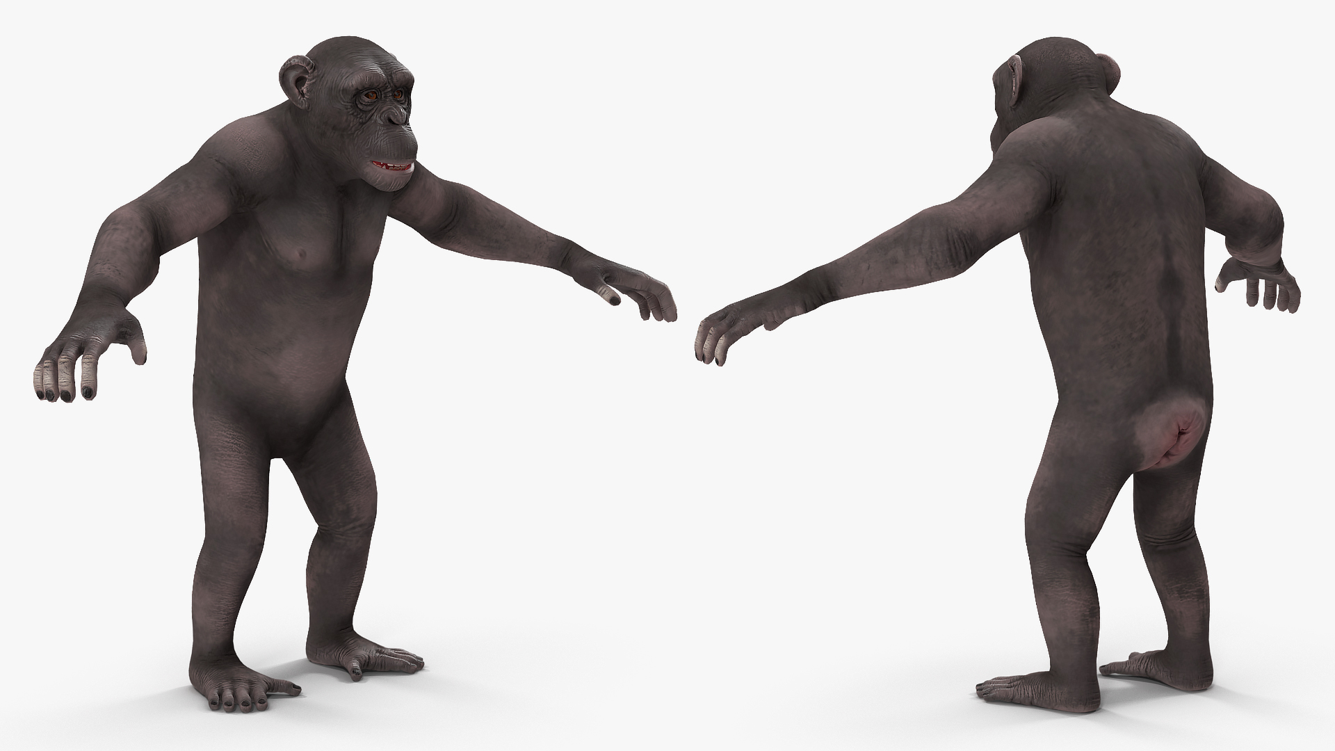 Chimpanzee Dark Rigged 3D