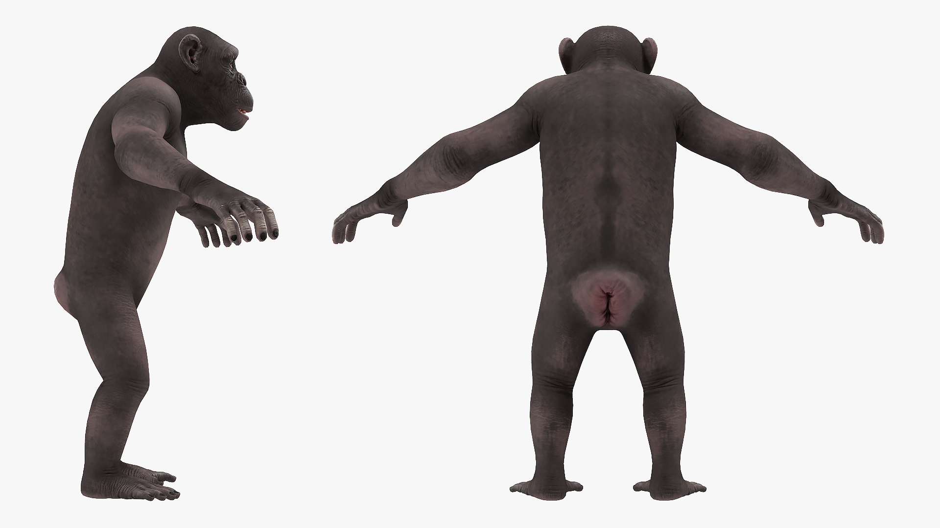 Chimpanzee Dark Rigged 3D