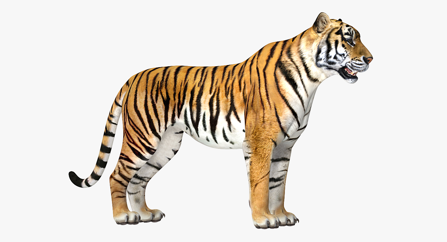 Tiger 3D model