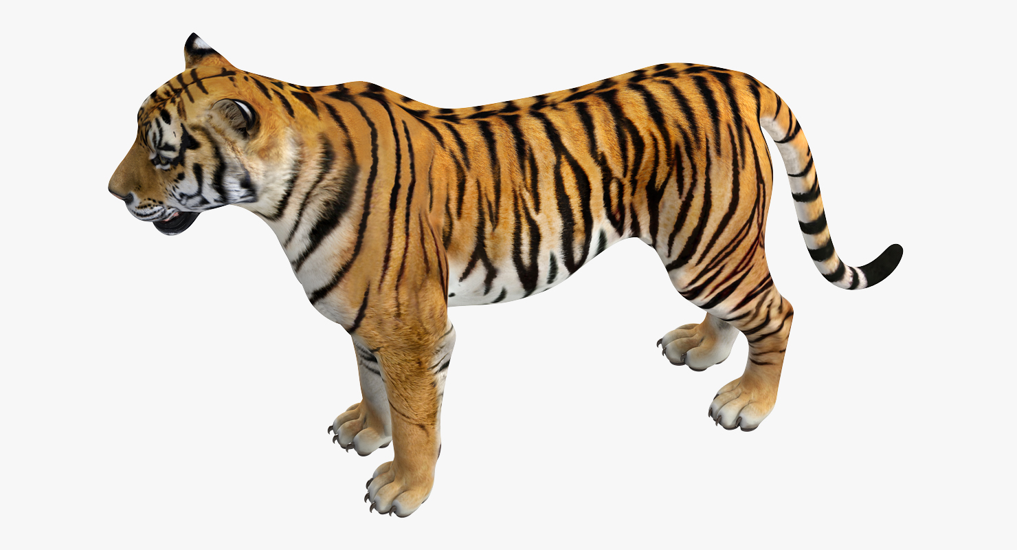 Tiger 3D model