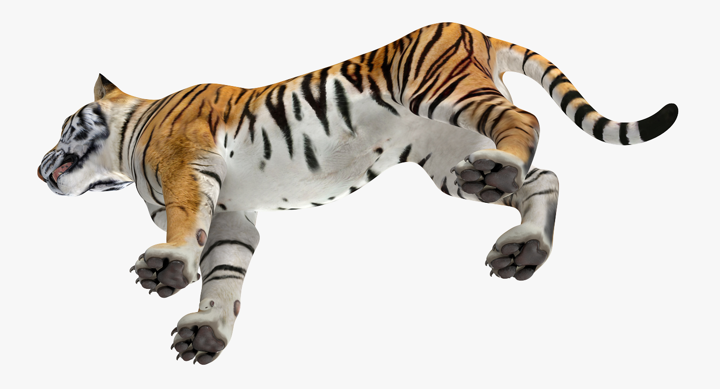 Tiger 3D model