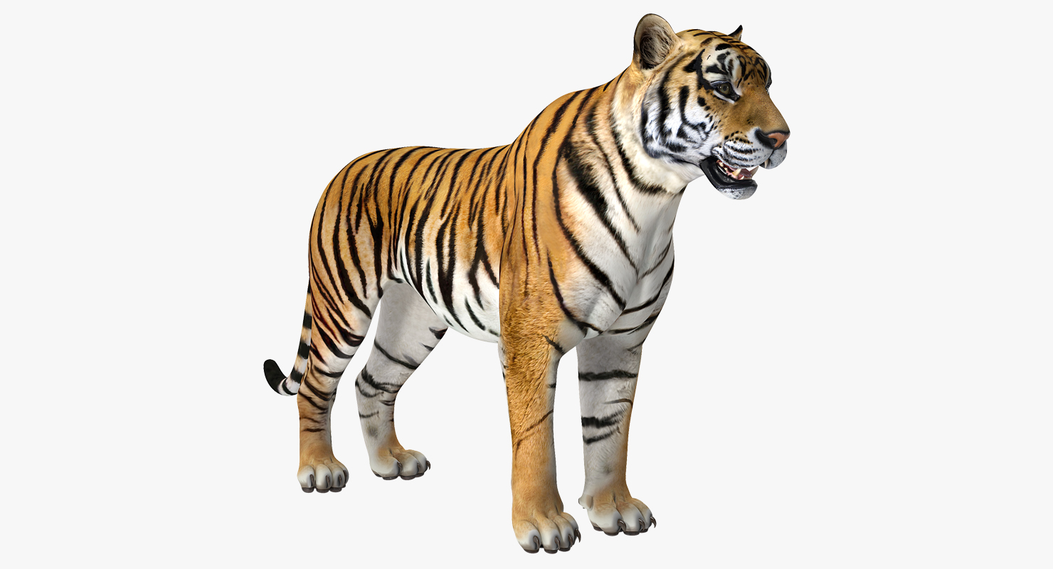 Tiger 3D model