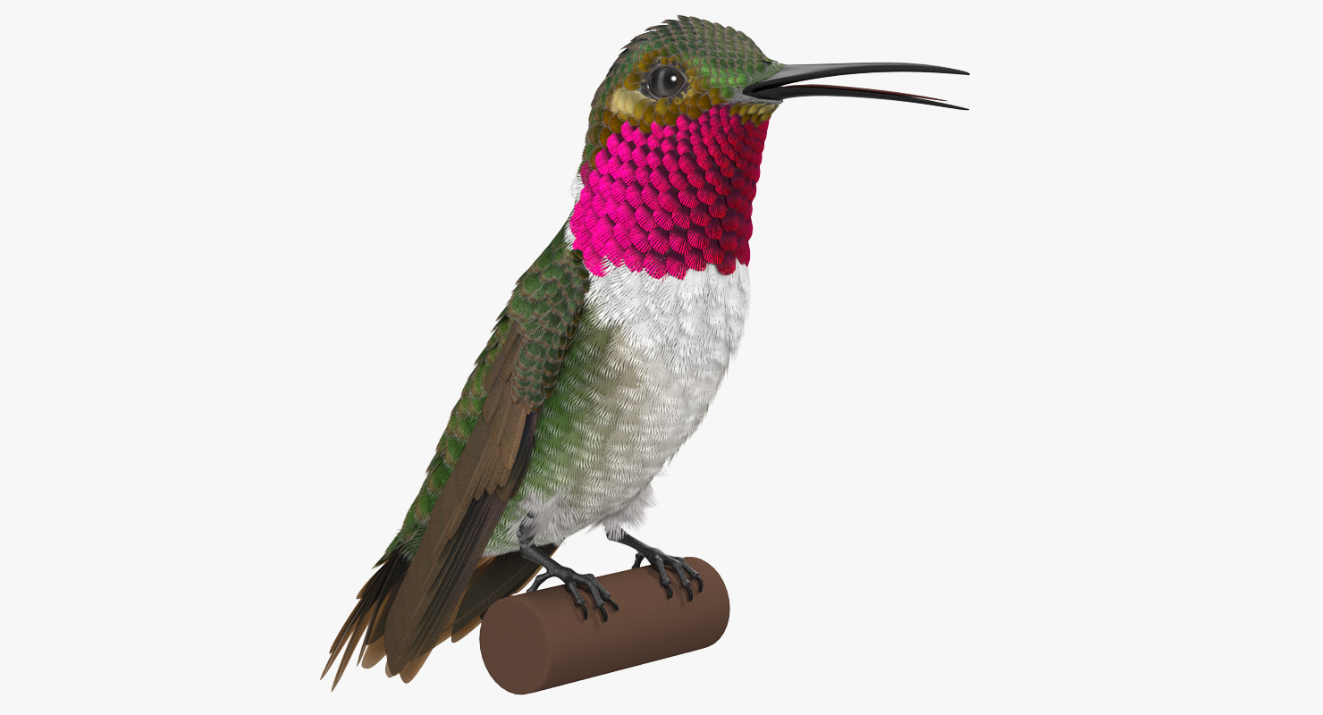 Broad Tailed Hummingbird Sitting on Branch 3D