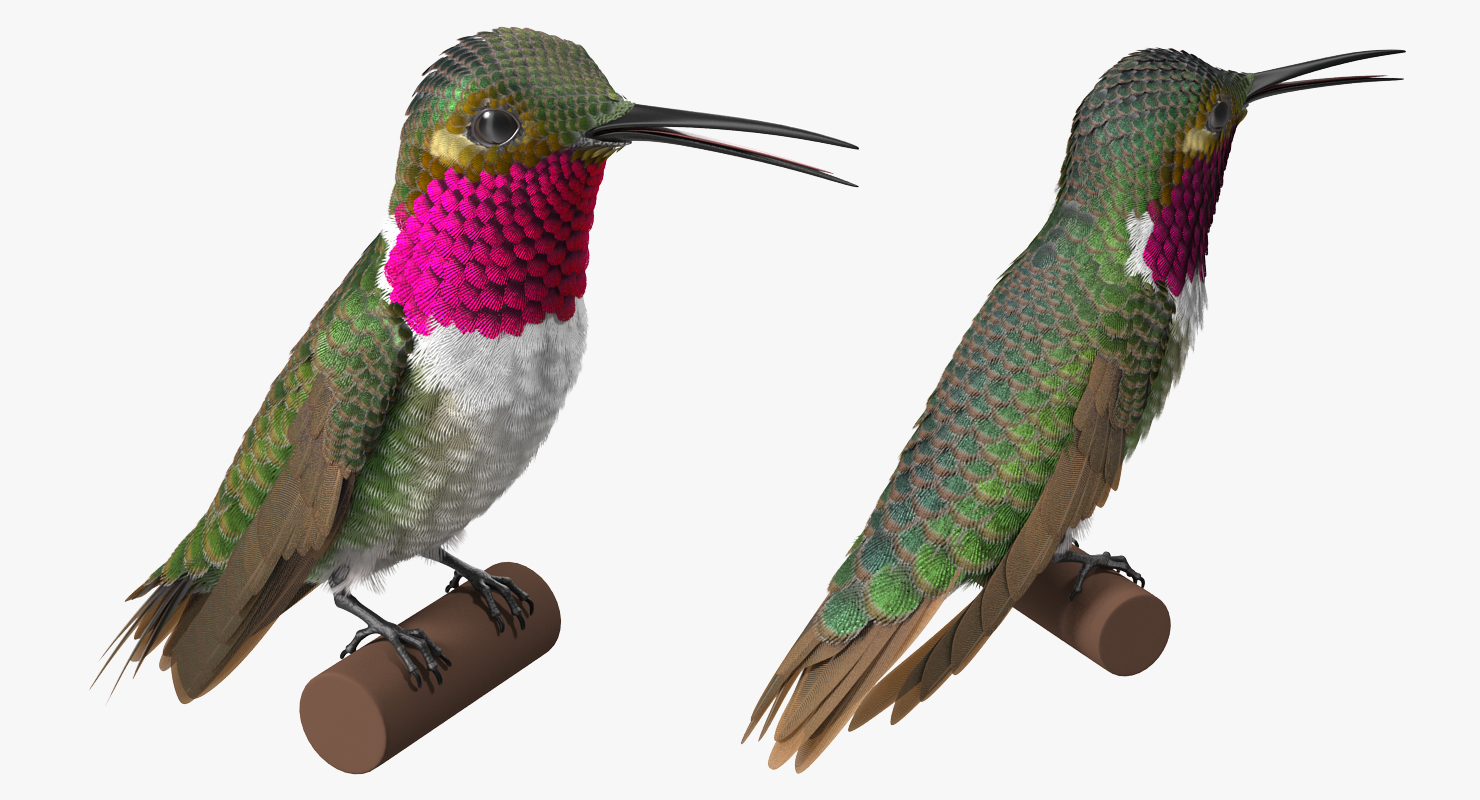 Broad Tailed Hummingbird Sitting on Branch 3D