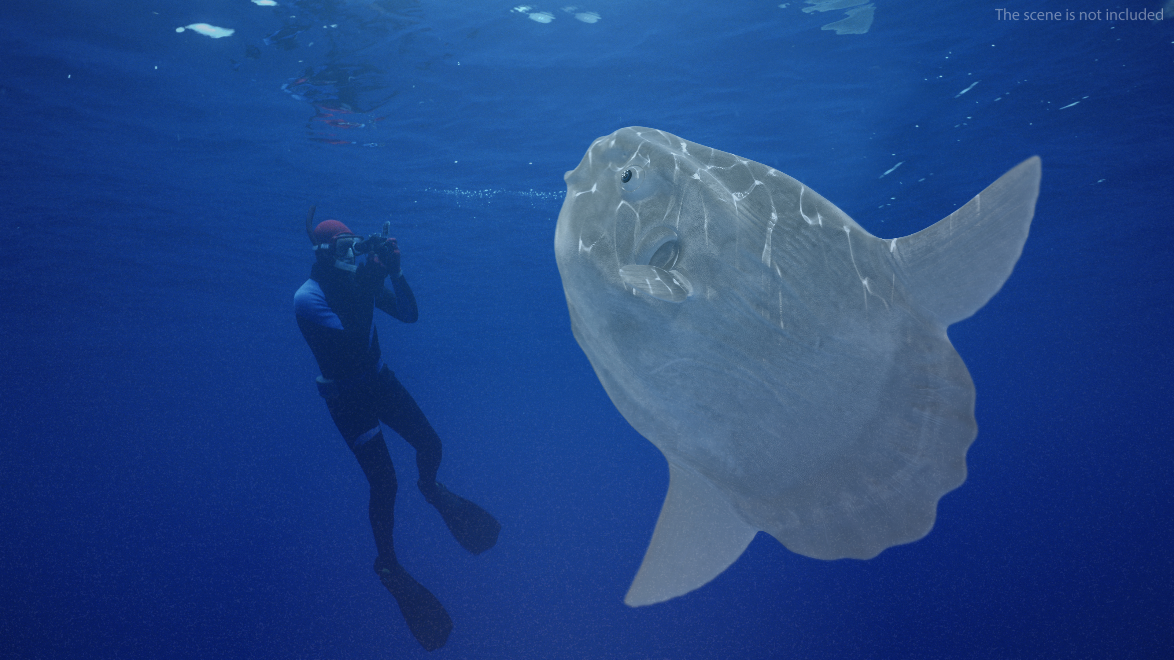 3D model Ocean Sunfish Common Mola