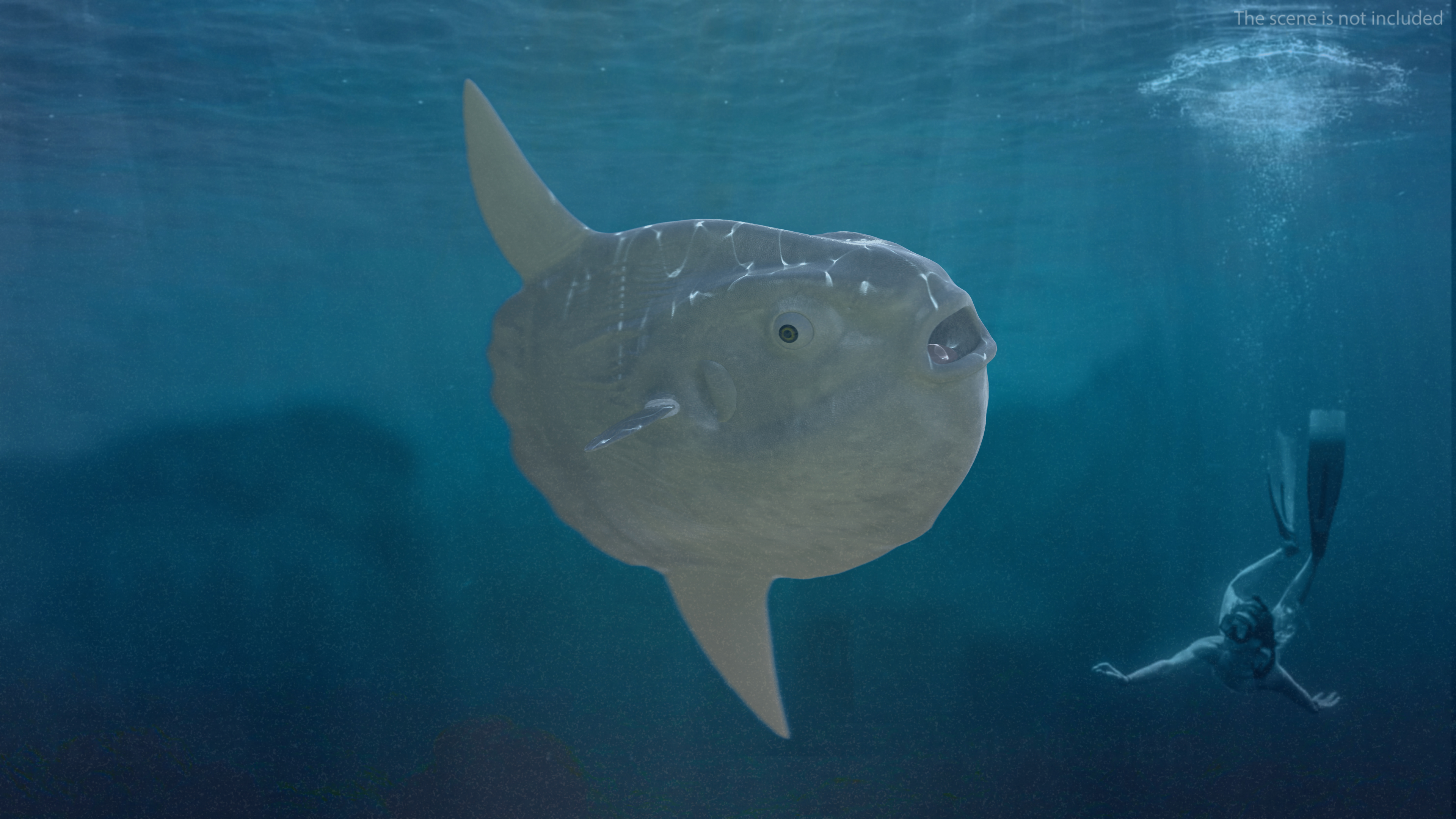 3D model Ocean Sunfish Common Mola