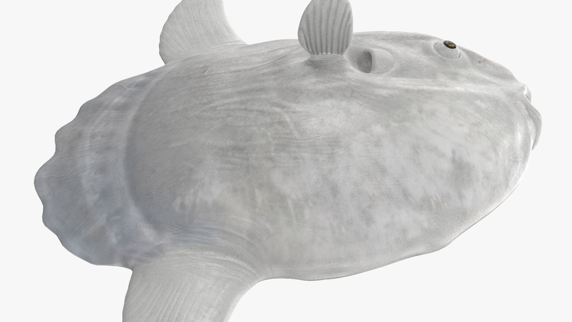 3D model Ocean Sunfish Common Mola