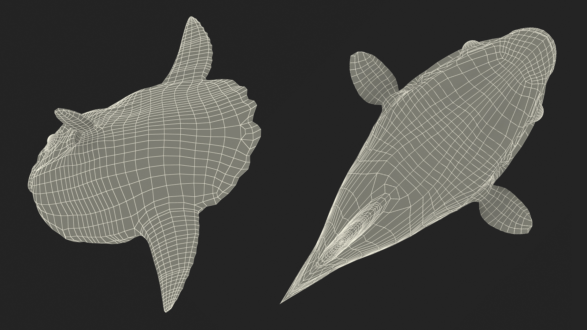 3D model Ocean Sunfish Common Mola