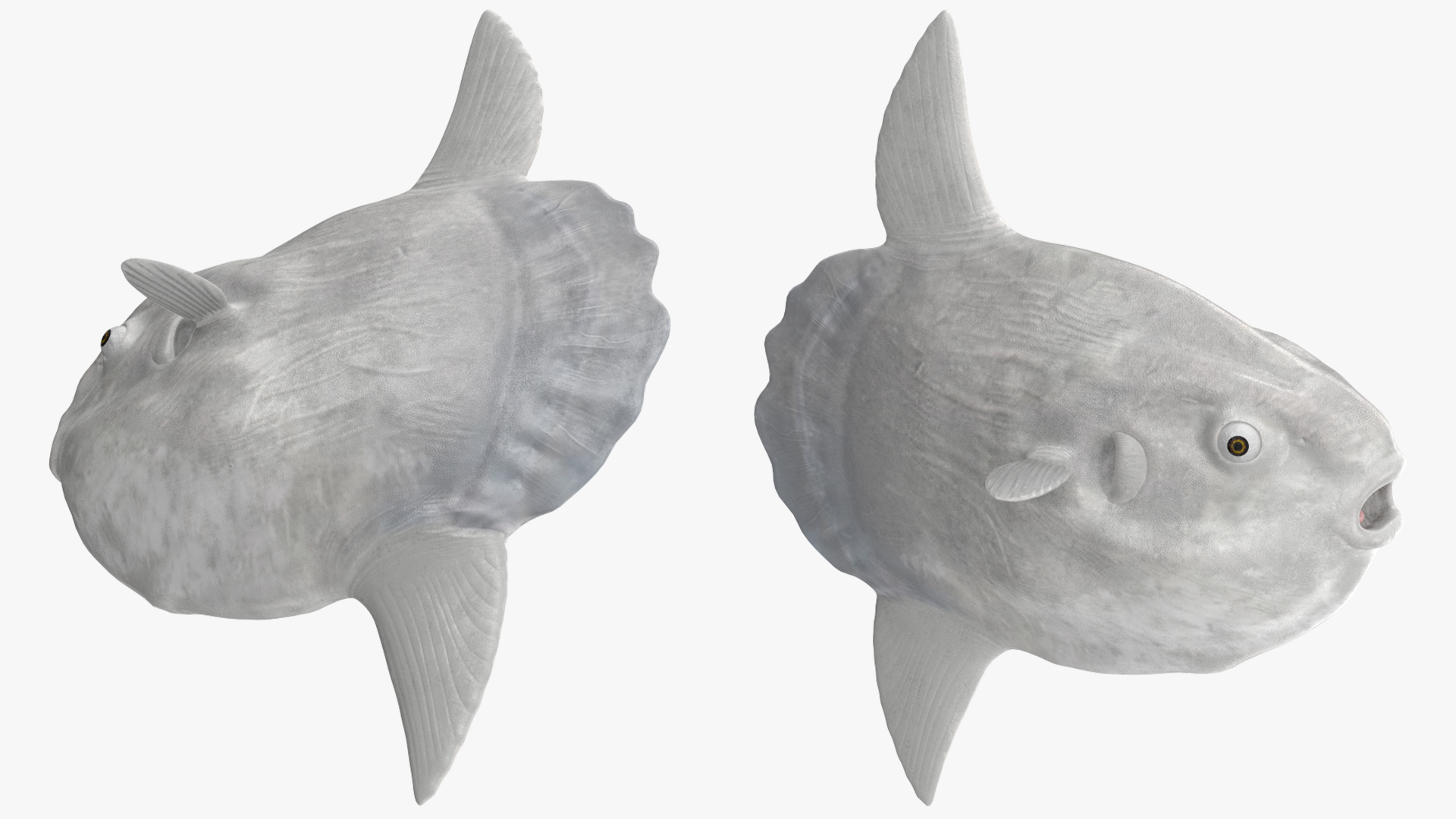 3D model Ocean Sunfish Common Mola