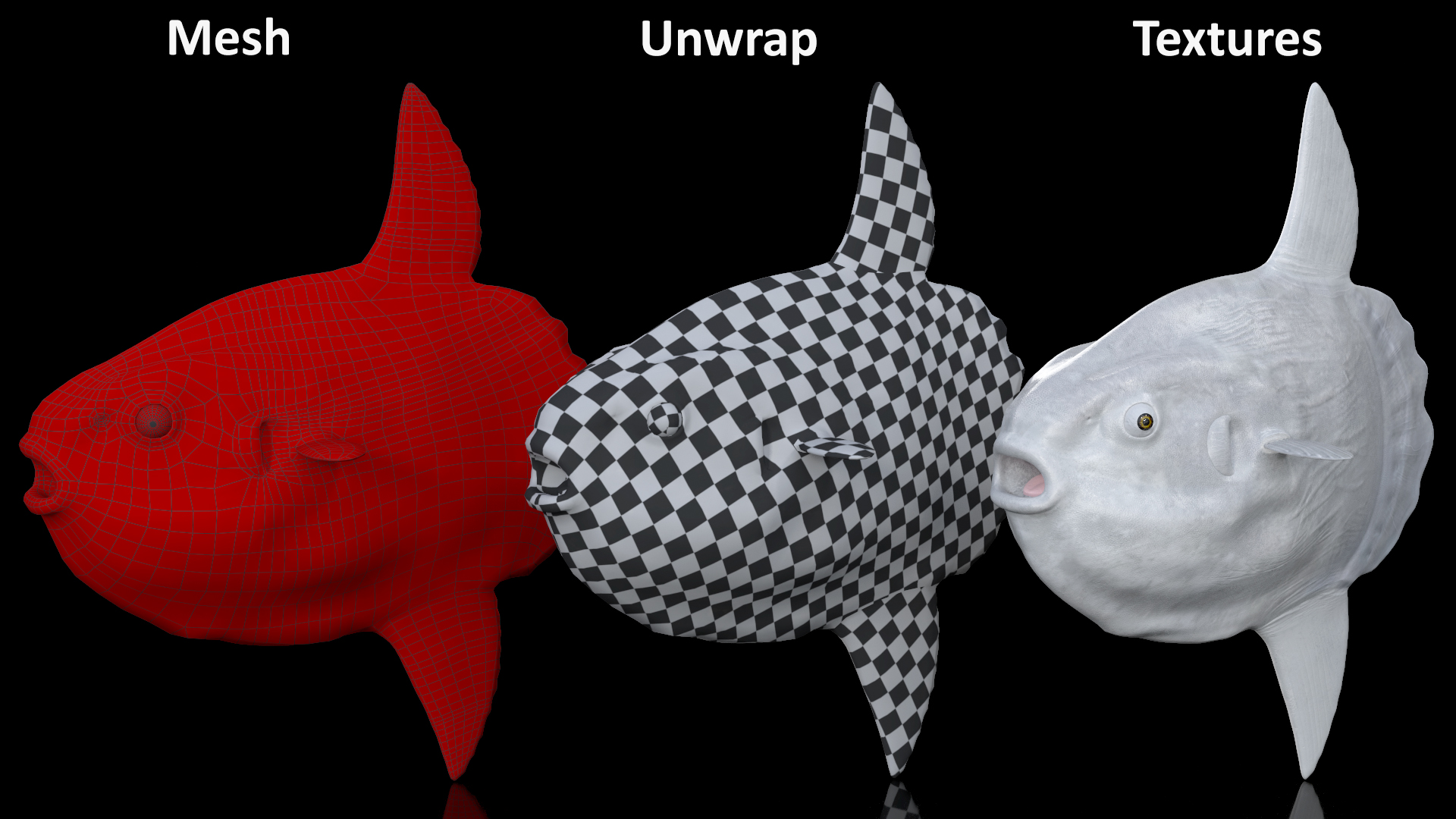 3D model Ocean Sunfish Common Mola