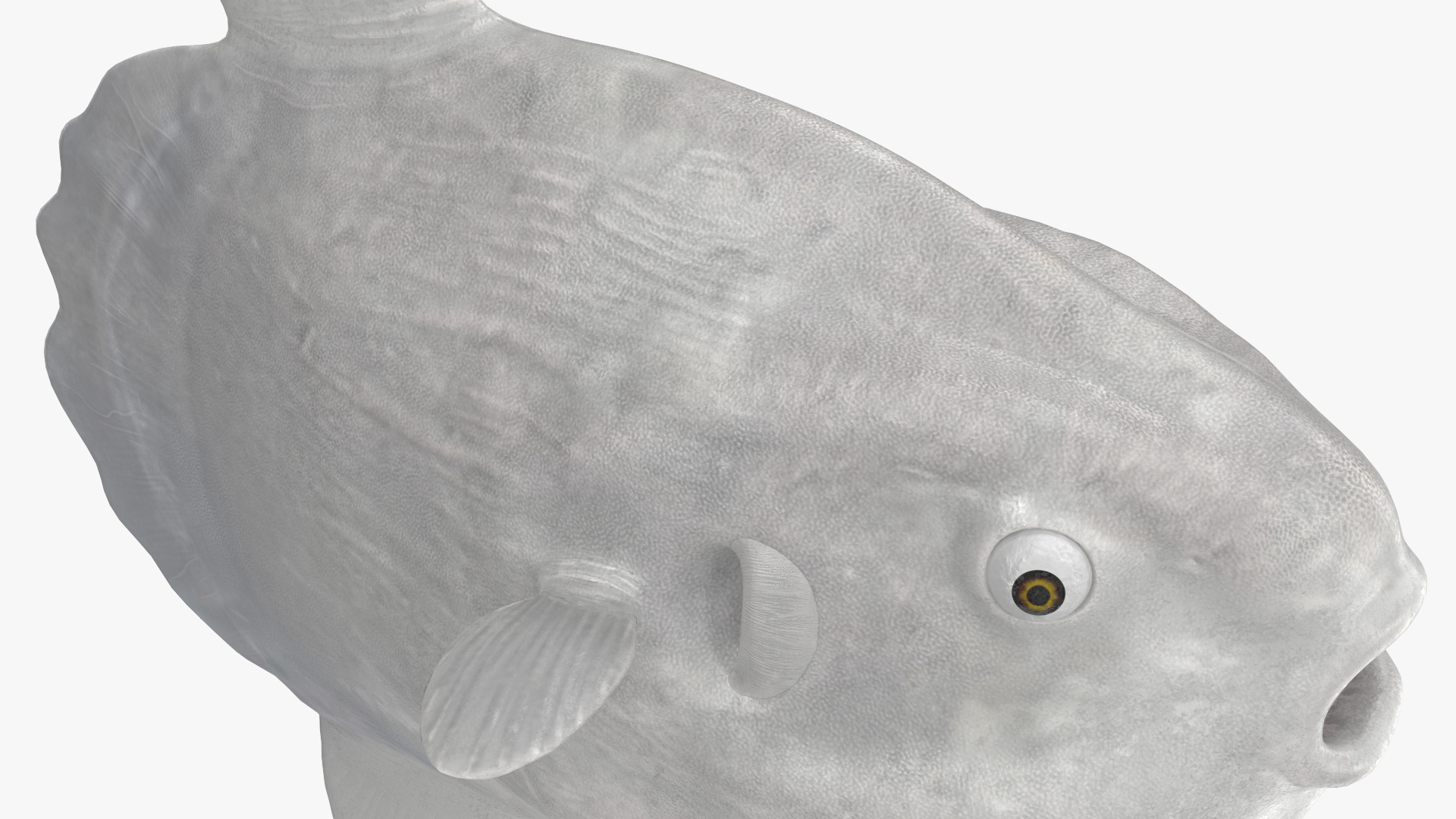 3D model Ocean Sunfish Common Mola