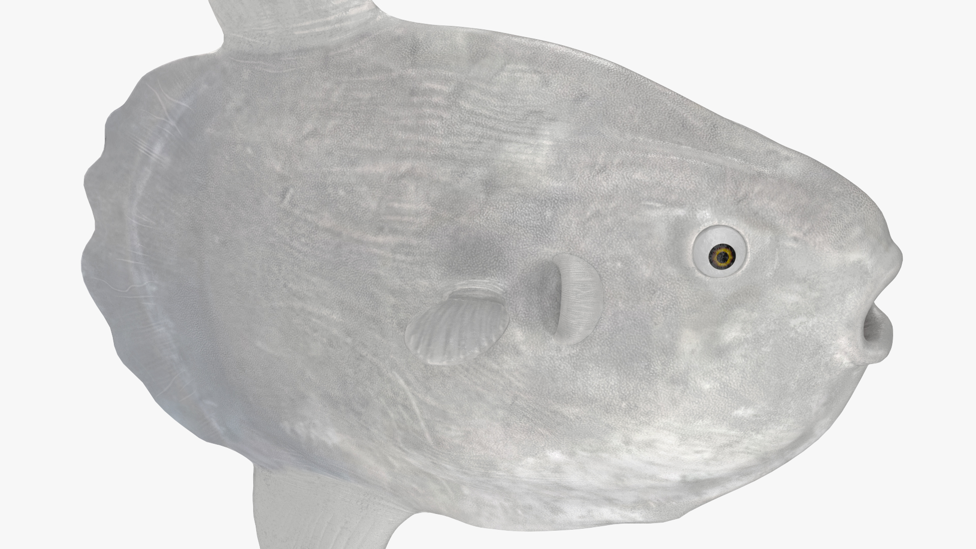 3D model Ocean Sunfish Common Mola