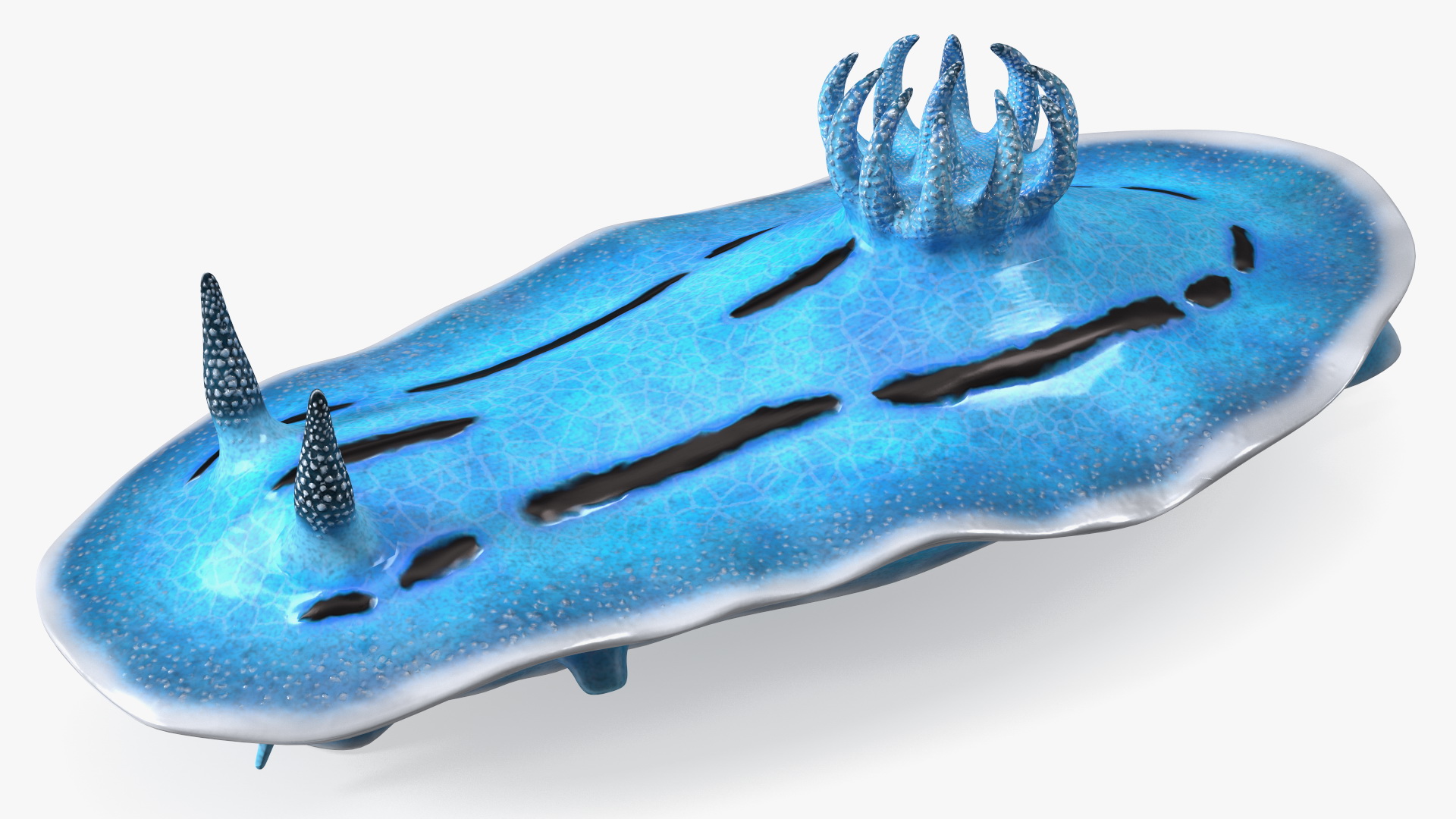 3D model Blue Sea Slug Rigged