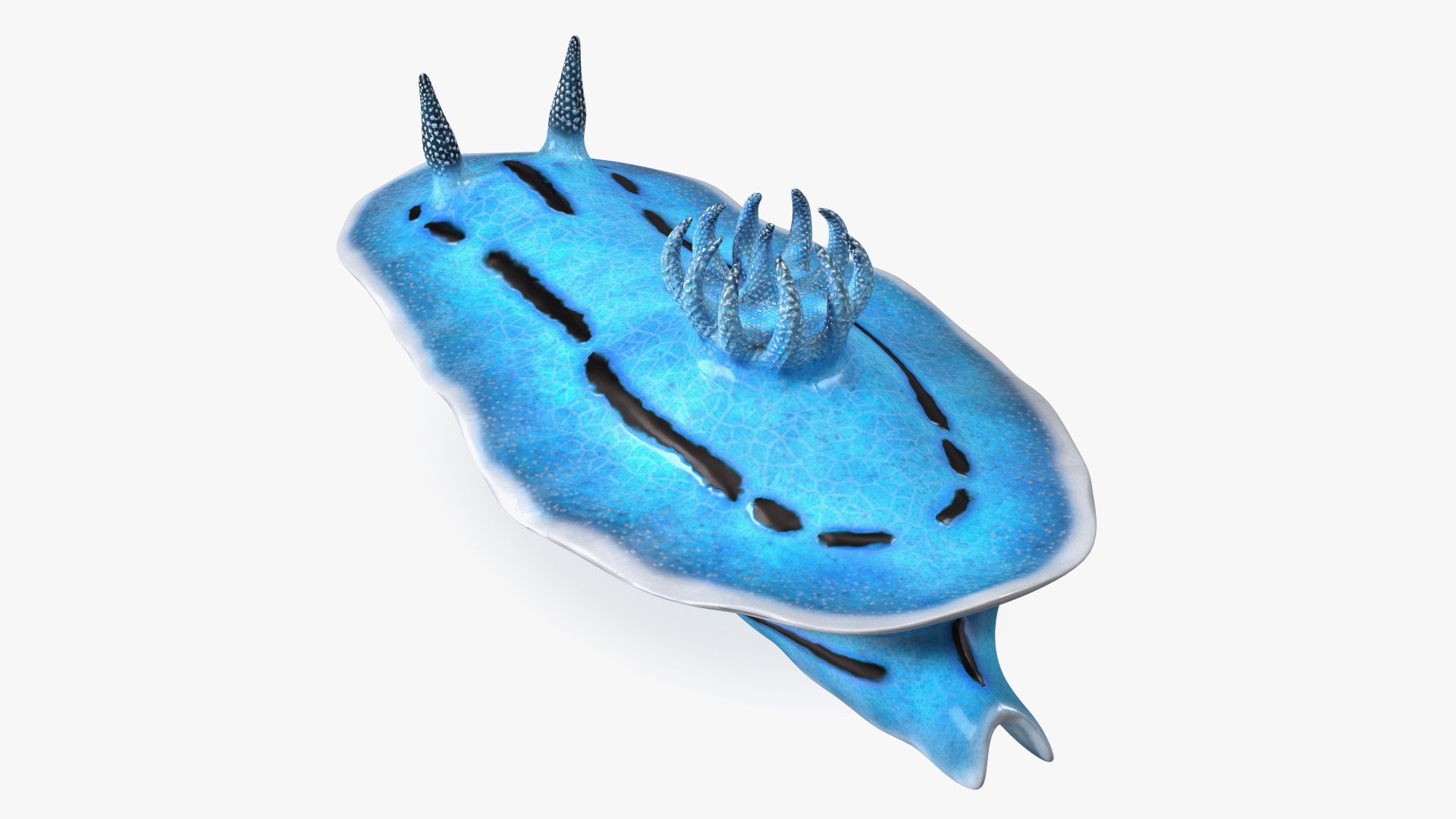 3D model Blue Sea Slug Rigged