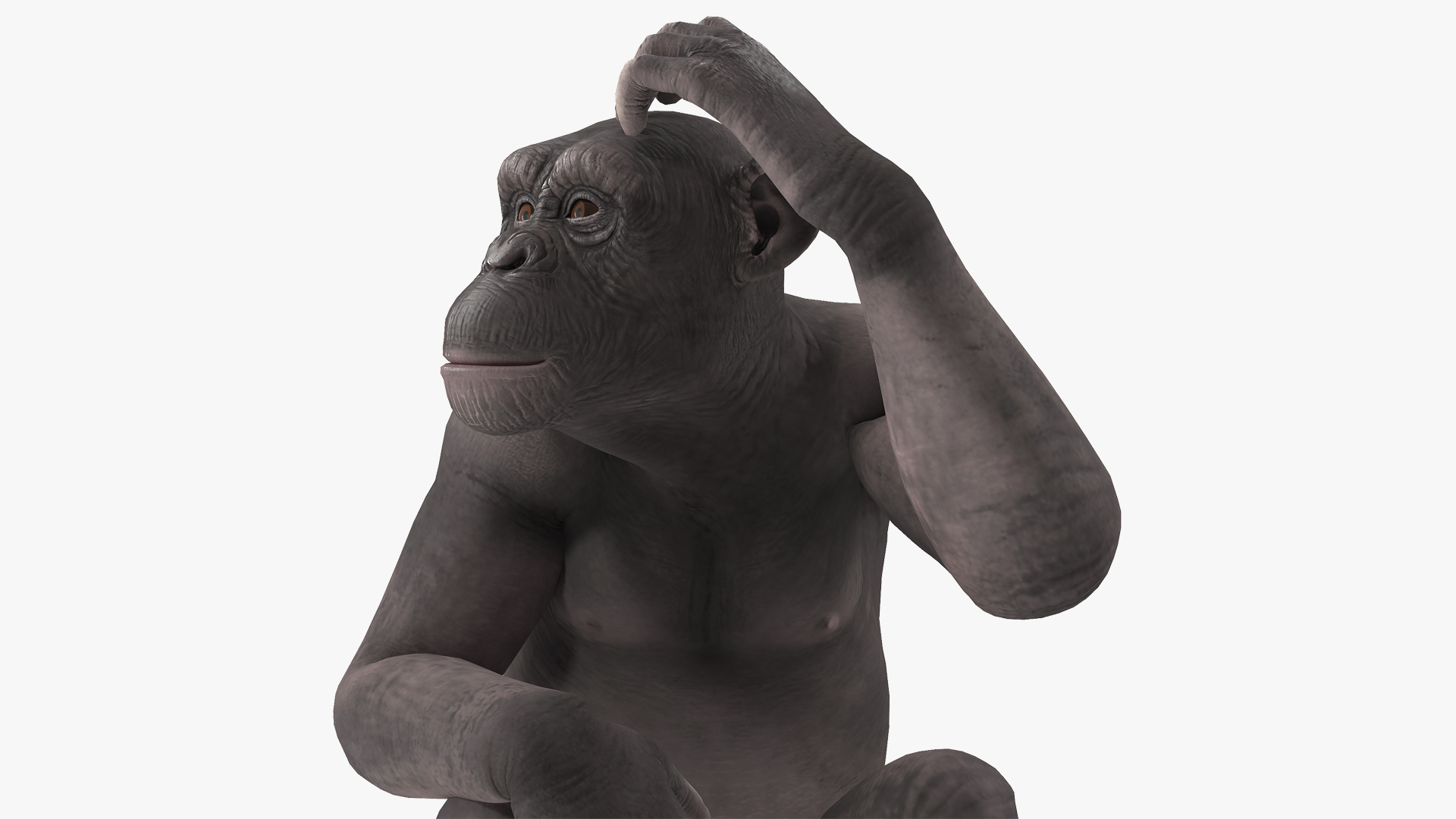 3D Dark Chimpanzee Sitting model