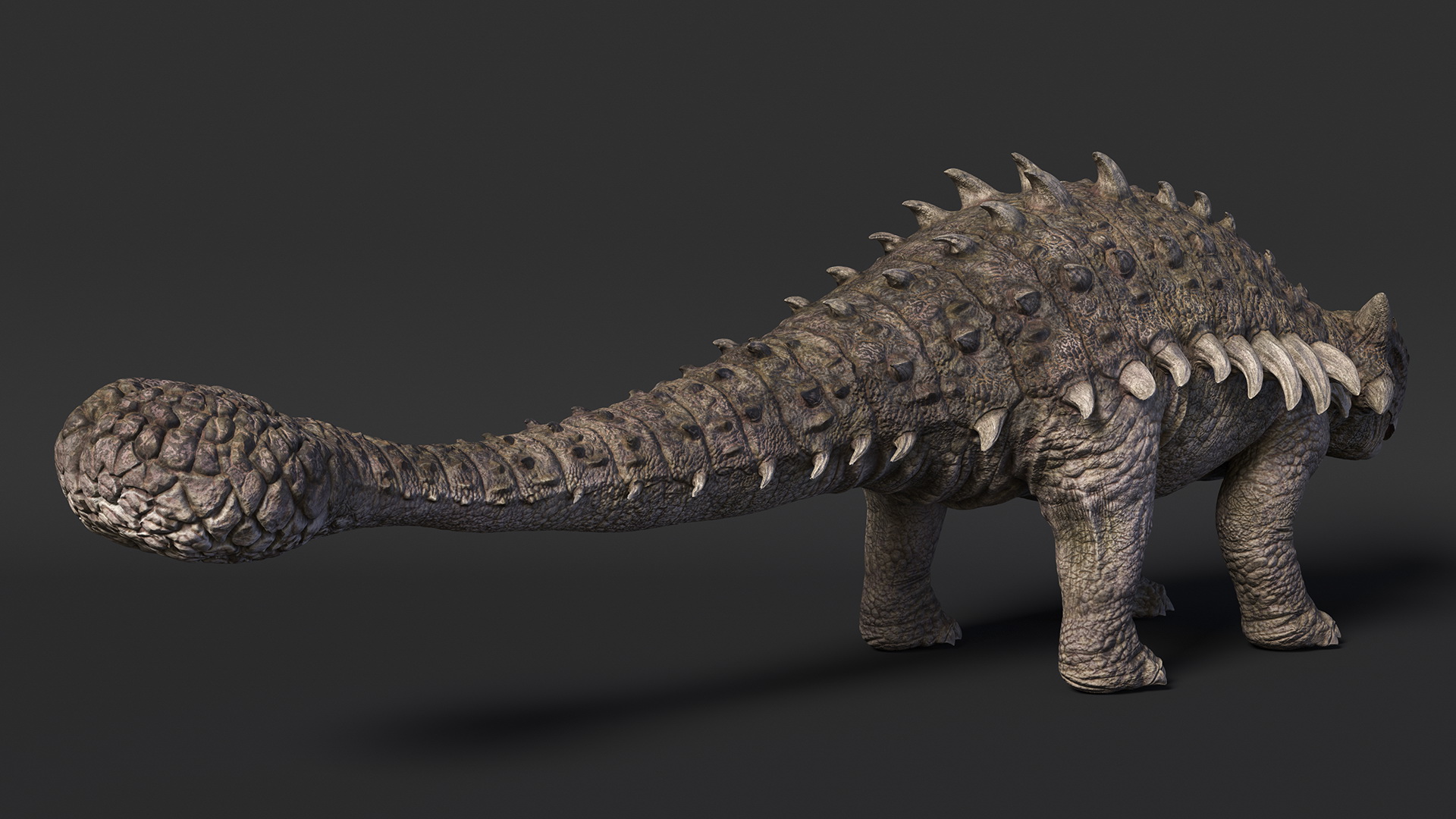 Ankylosaurus from Desert Habitats Rigged for Cinema 4D 3D model