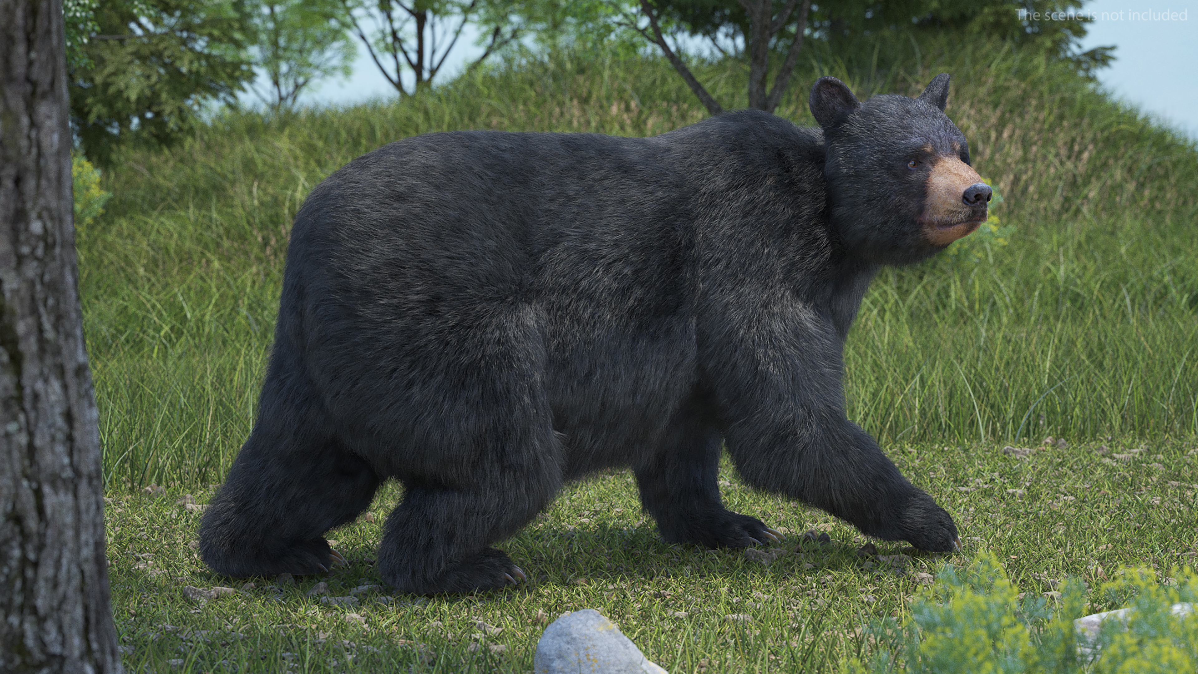 3D model Black Bear in Walking Pose Fur